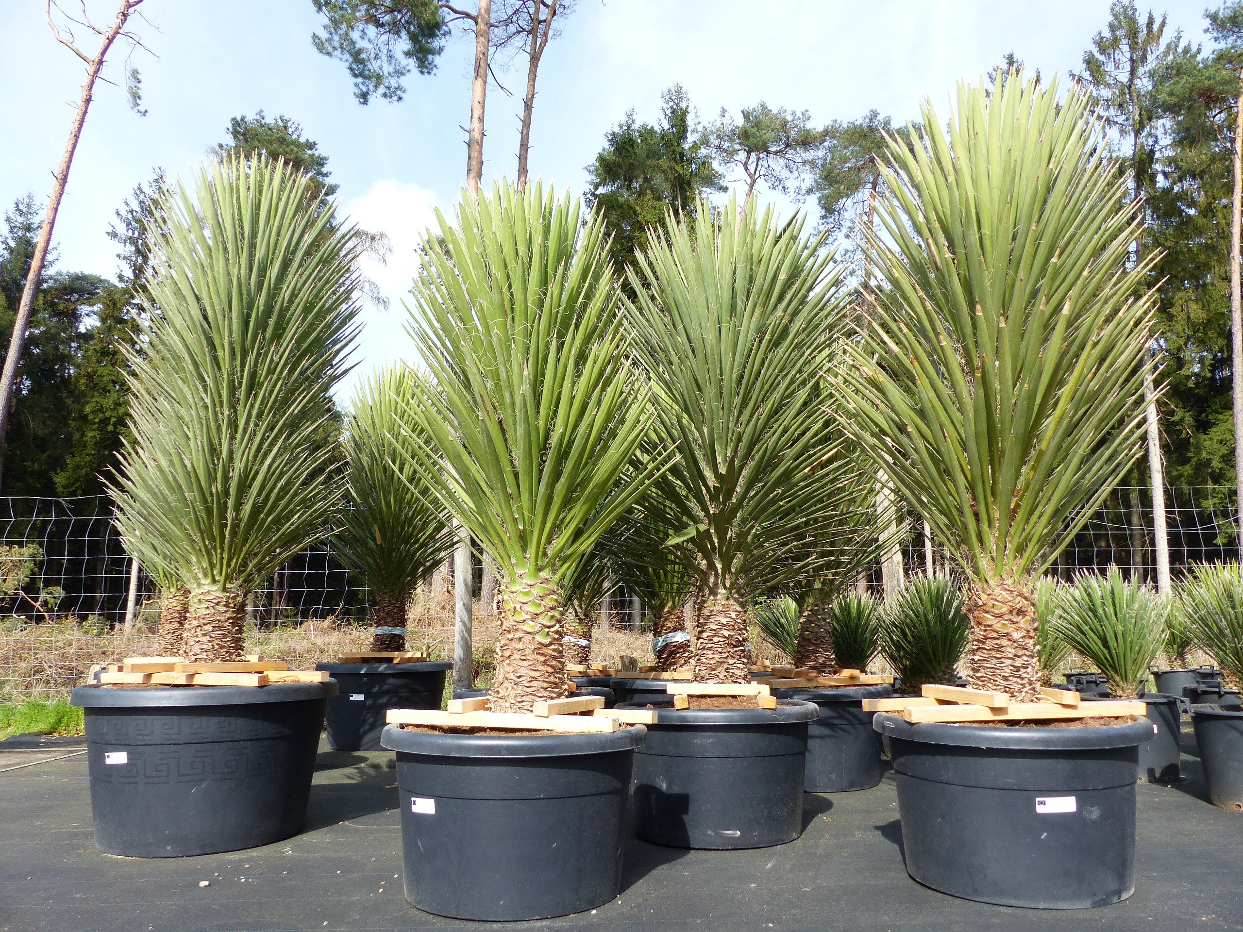 XXL Yucca Palme Filifera, 180 cm - 200, Stamm 40 - 50 cm, winterhart -13 Grad