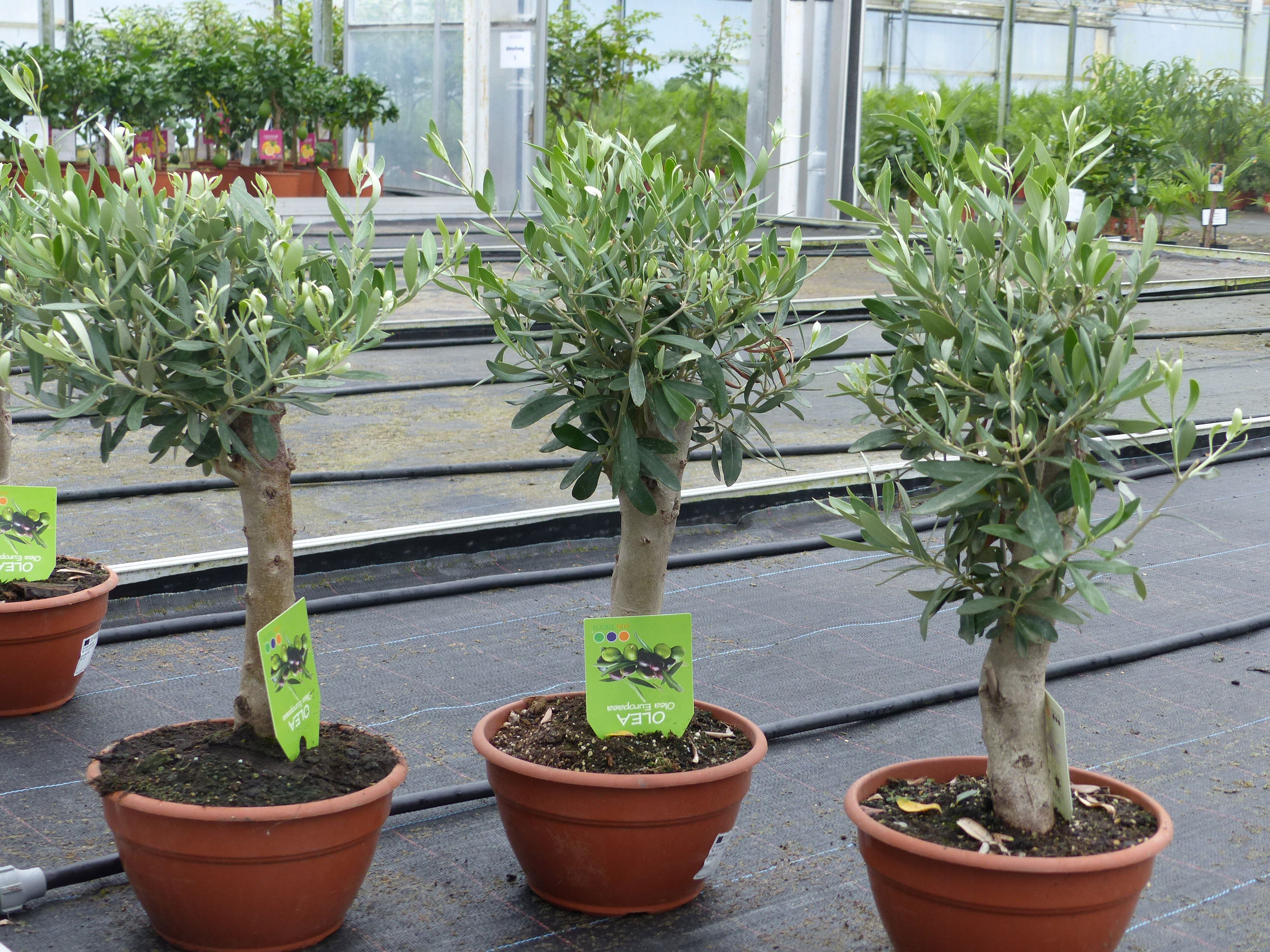 Olivenbaum Bonsai Formgehölz, Olive winterhart, Olea europaea 50 - 60 cm