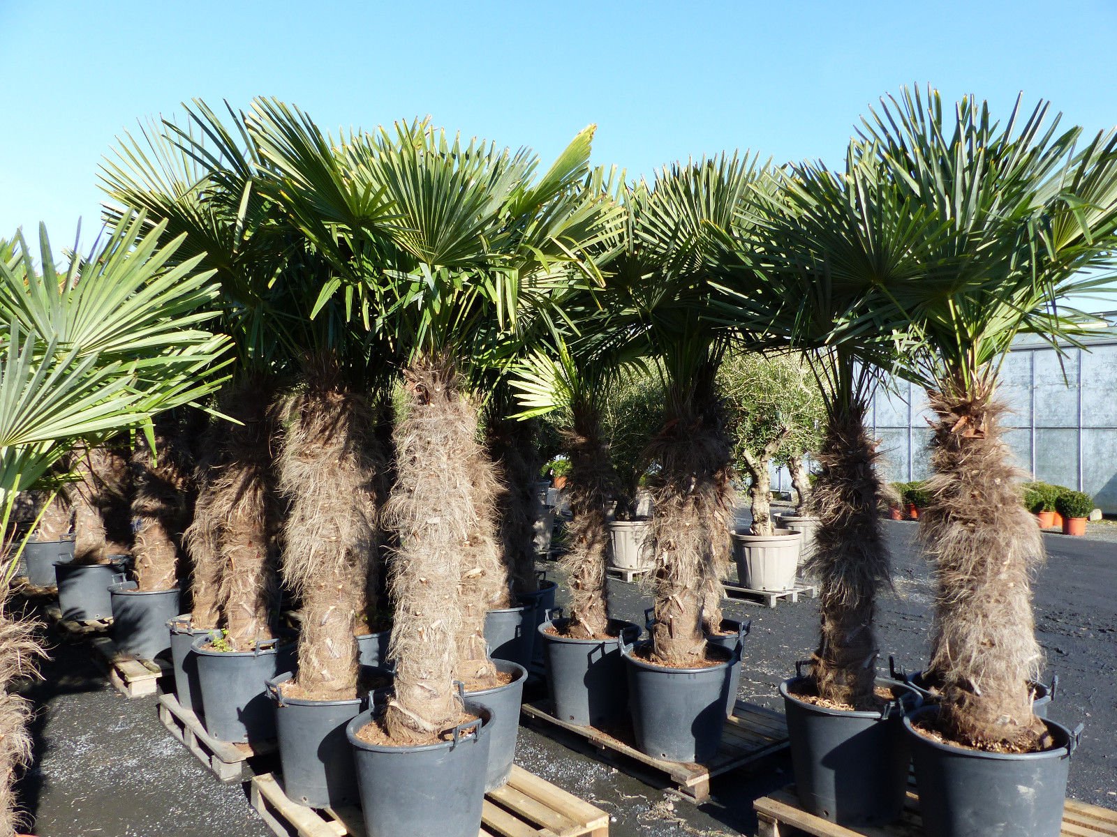 XXXXL 240 cm Trachycarpus fortunei 120 cm Stamm Hanfpalme, winterharte Palme bis -18°C