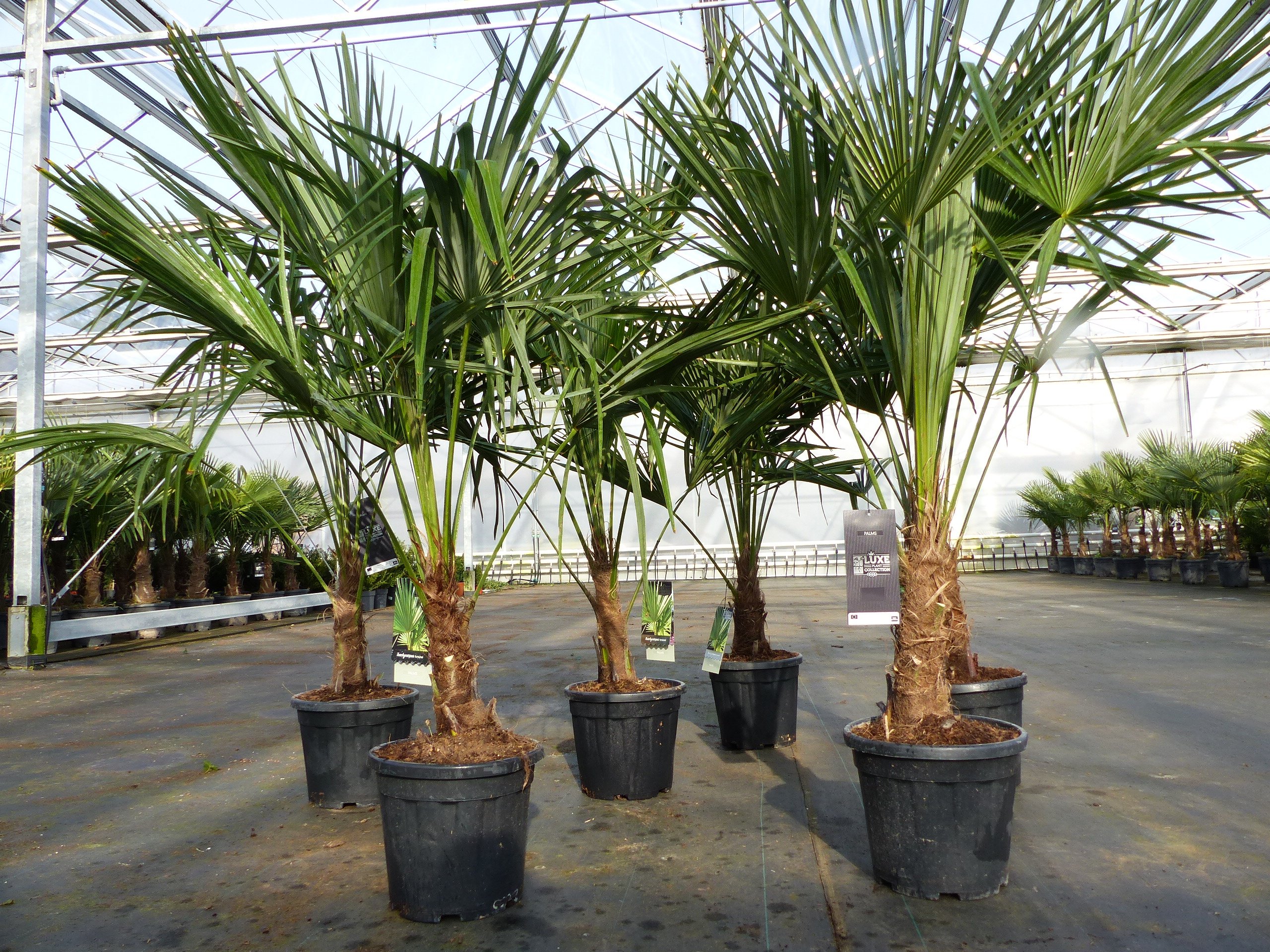 Trachycarpus fortunei 140 cm Palme Hanfpalme, winterhart bis -18°C