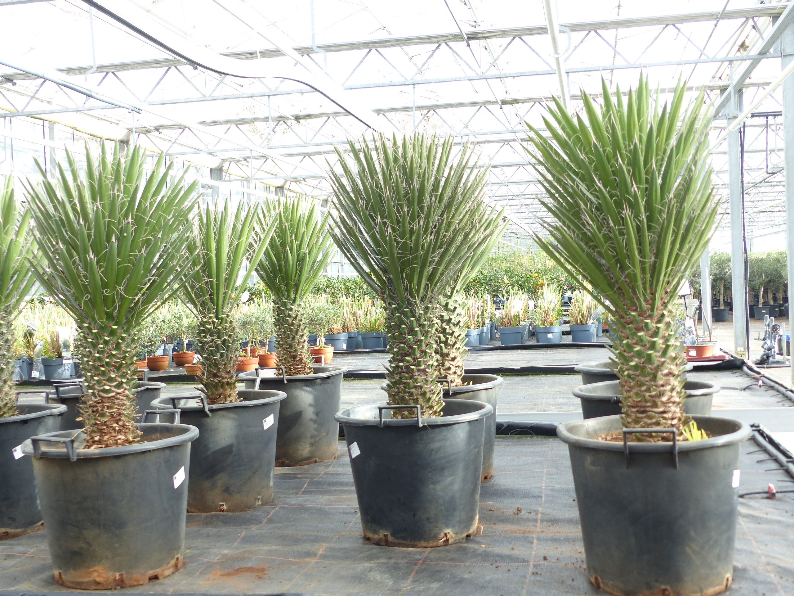 Yucca Palme Filifera, 100 cm, Stamm 30 - 40 cm Tambasi Yucca, winterhart -13 Grad
