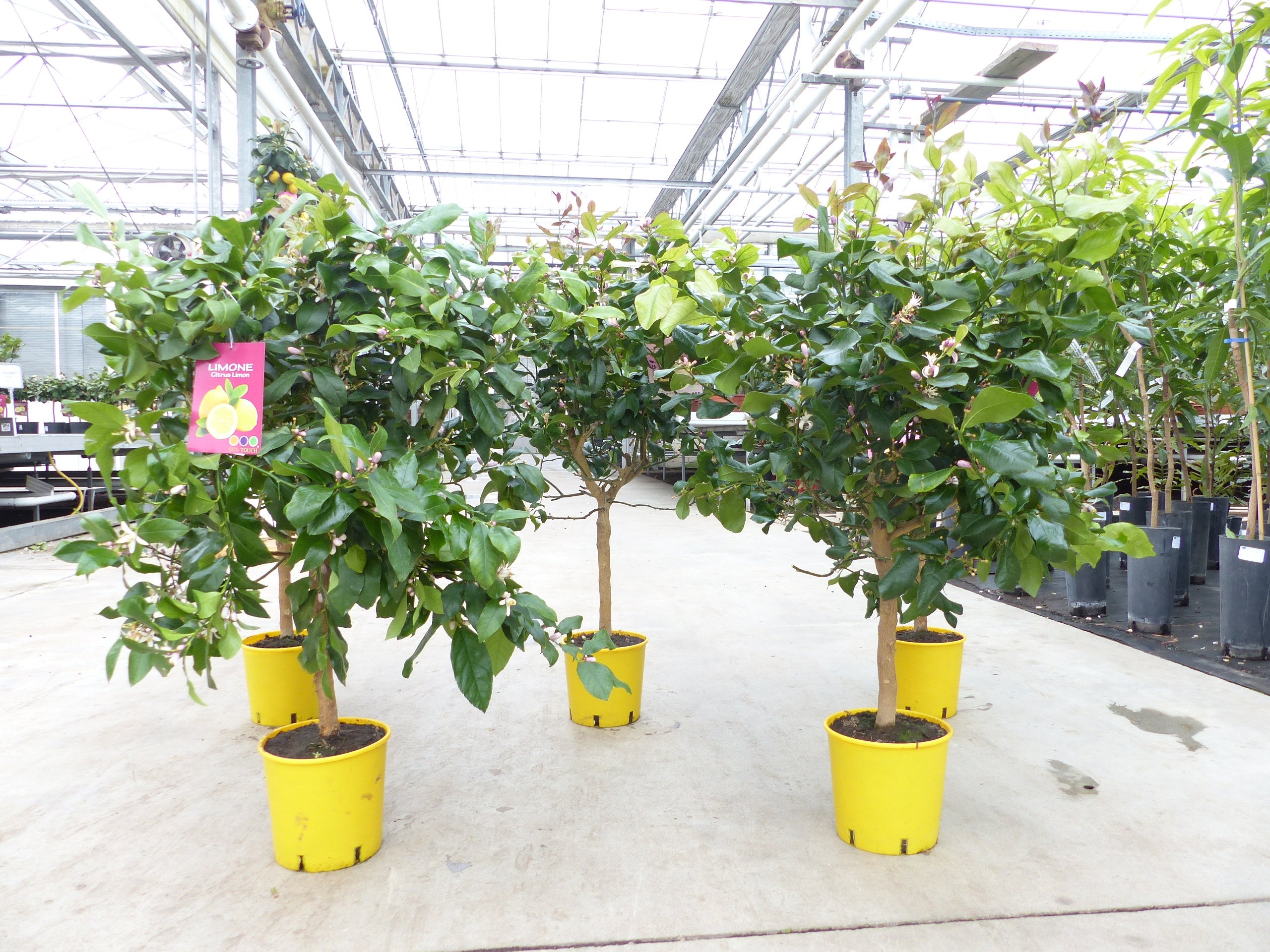 PREMIUM echter Zitronenbaum extra viele Blüten / Früchte Zitrone Citrus Limon 80 - 100 cm Zitruspflanze