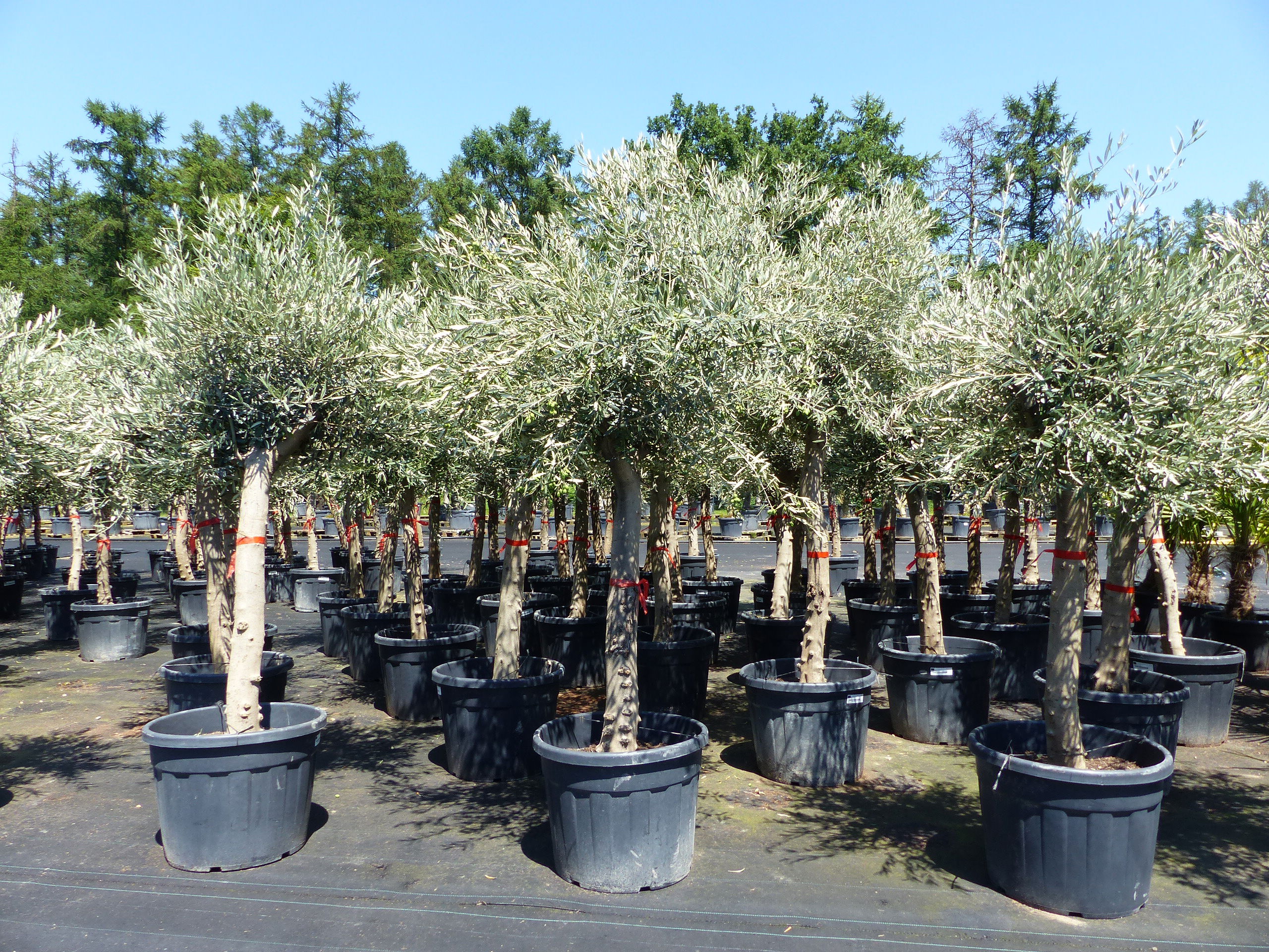 4 Stück Olivenbaum Angebot 200 - 250 cm, winterhart, Olive, Ölbaum