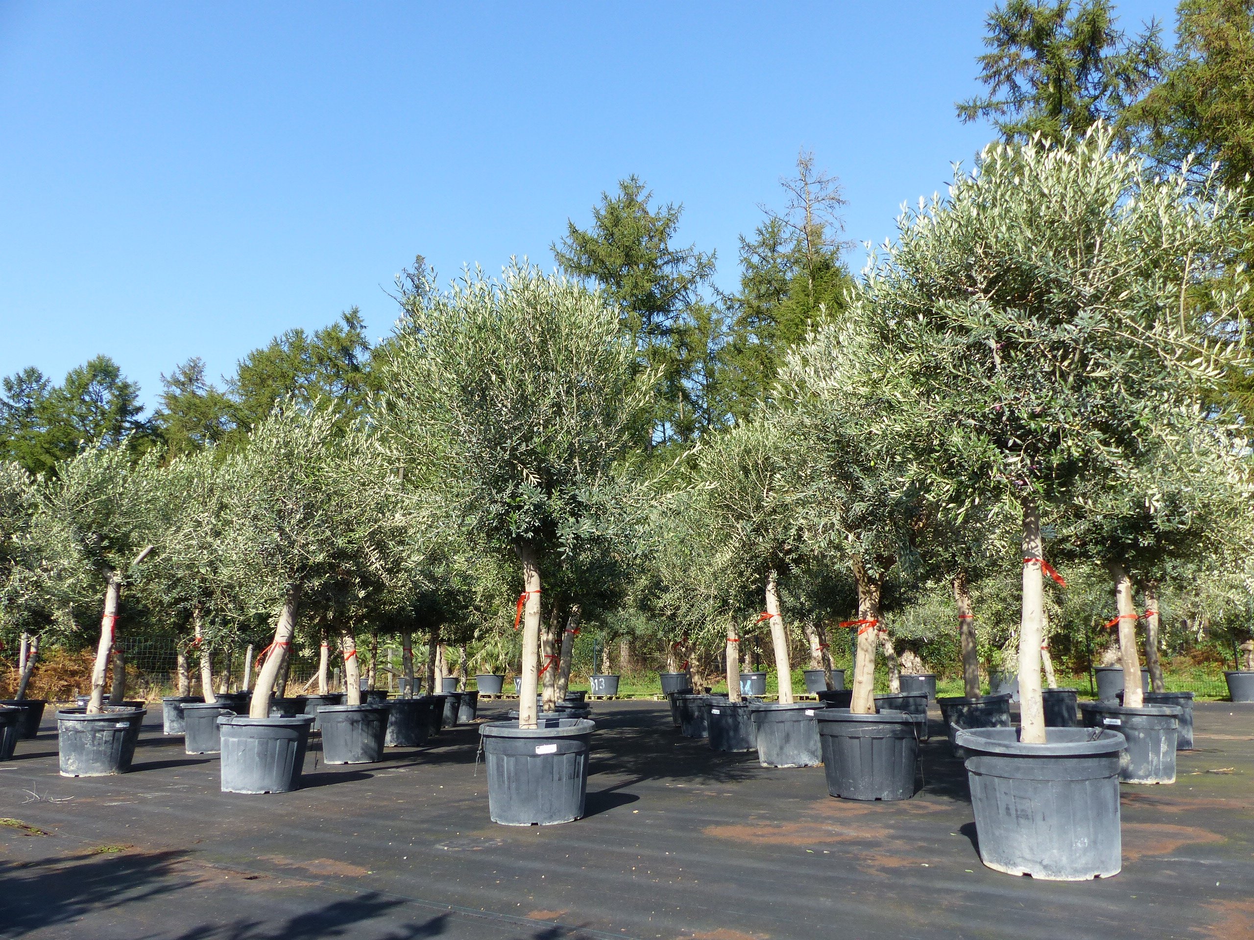 Olivenbaum im 90L Topf, 190 - 200 cm knorrige urige Olive, winterhart, Olea Europaea