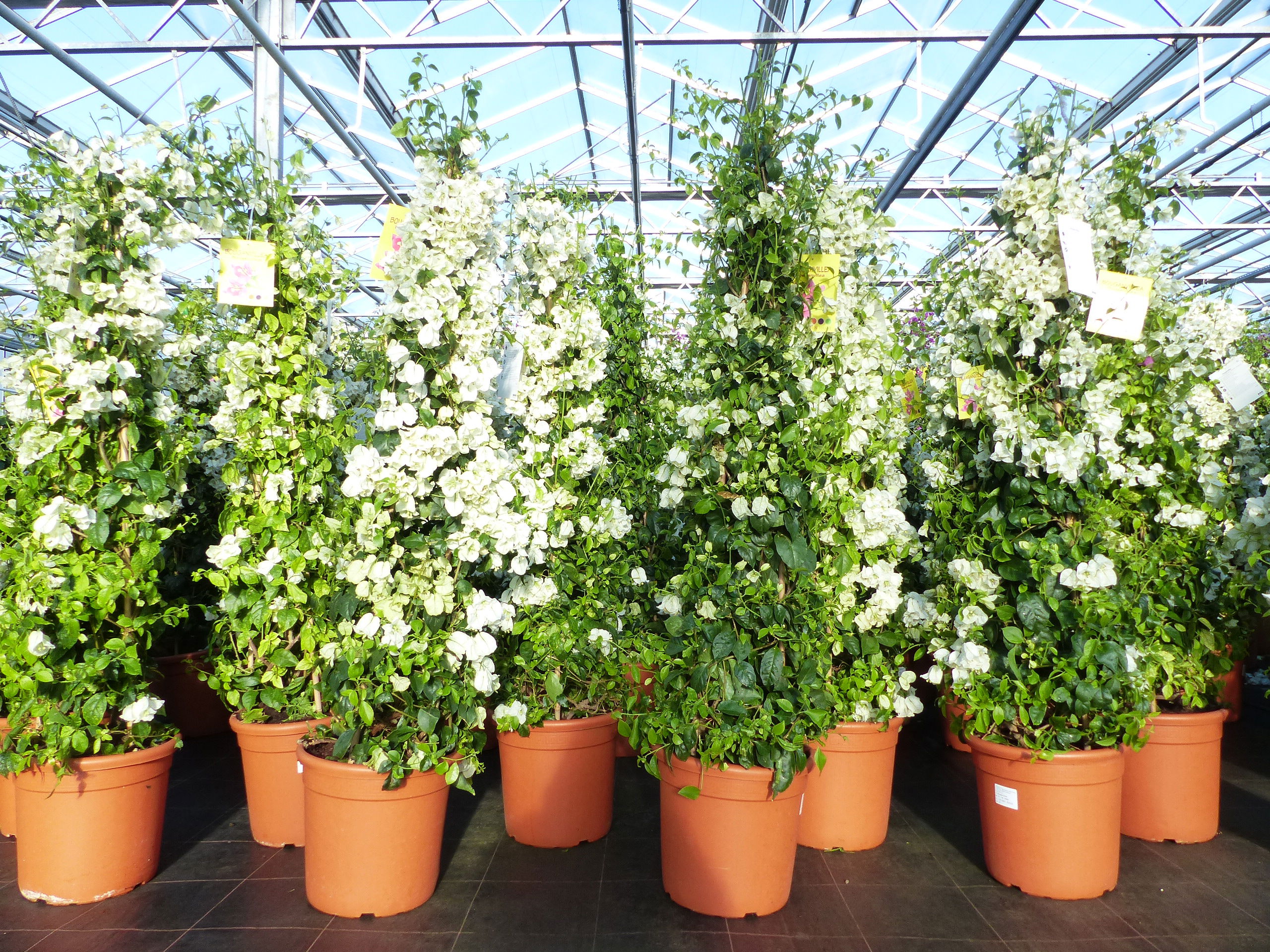 Bougainvillea glabra "Alexandra" Pyramide 160 - 170 cm, weiß, Kletterpflanze