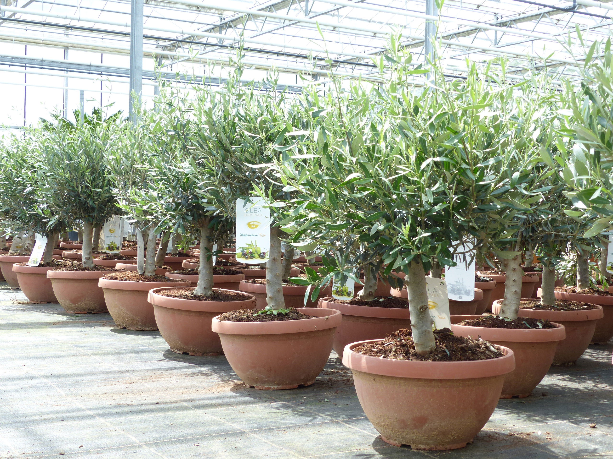 Olivenbaum Bonsai Formgehölz, Olive winterhart, Olea europaea 85 - 100 cm