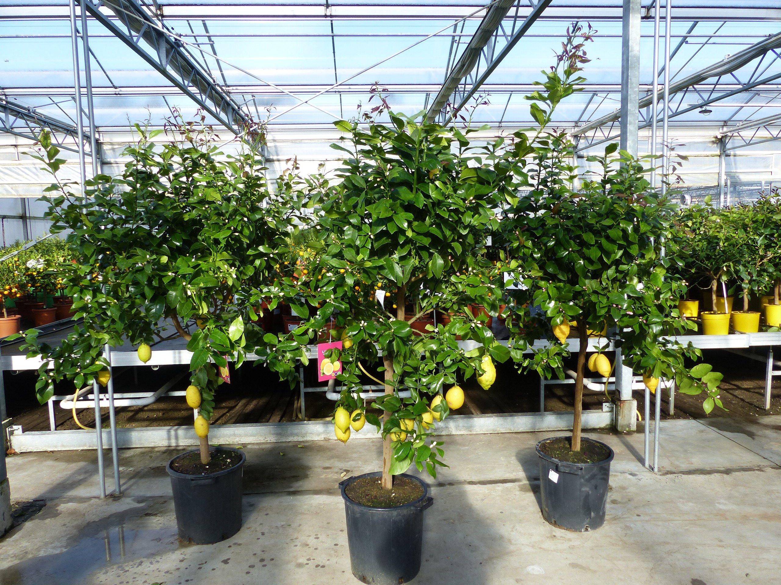 Zitrus Zitronenbaum Zitrone Citrus Limon Limone 190 - 220 cm Zitruspflanze