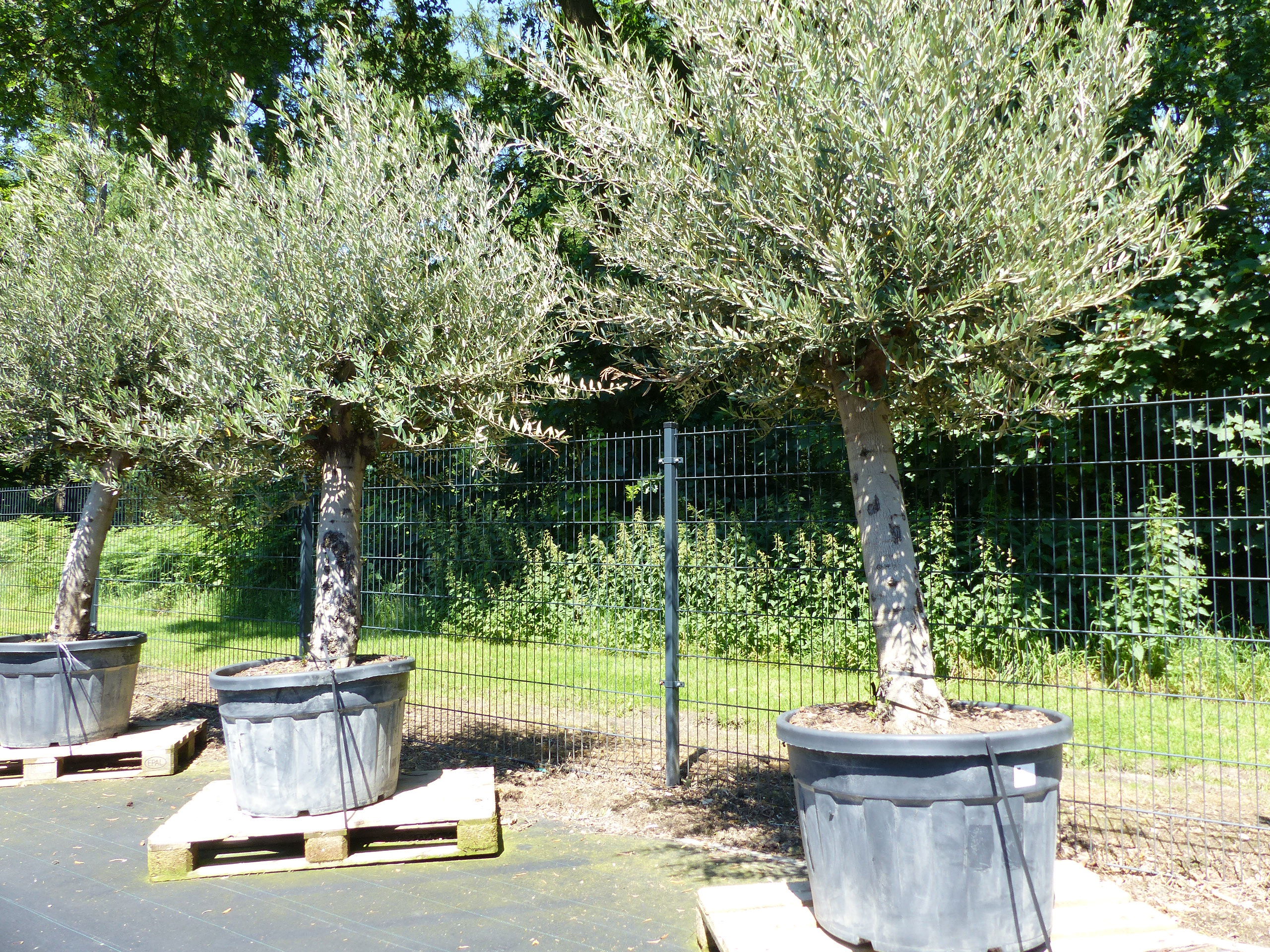 Olivenbaum 200-230 cm "Gustavo" Stammumfang 35 - 50 cm winterharte Olive, Olea europaea