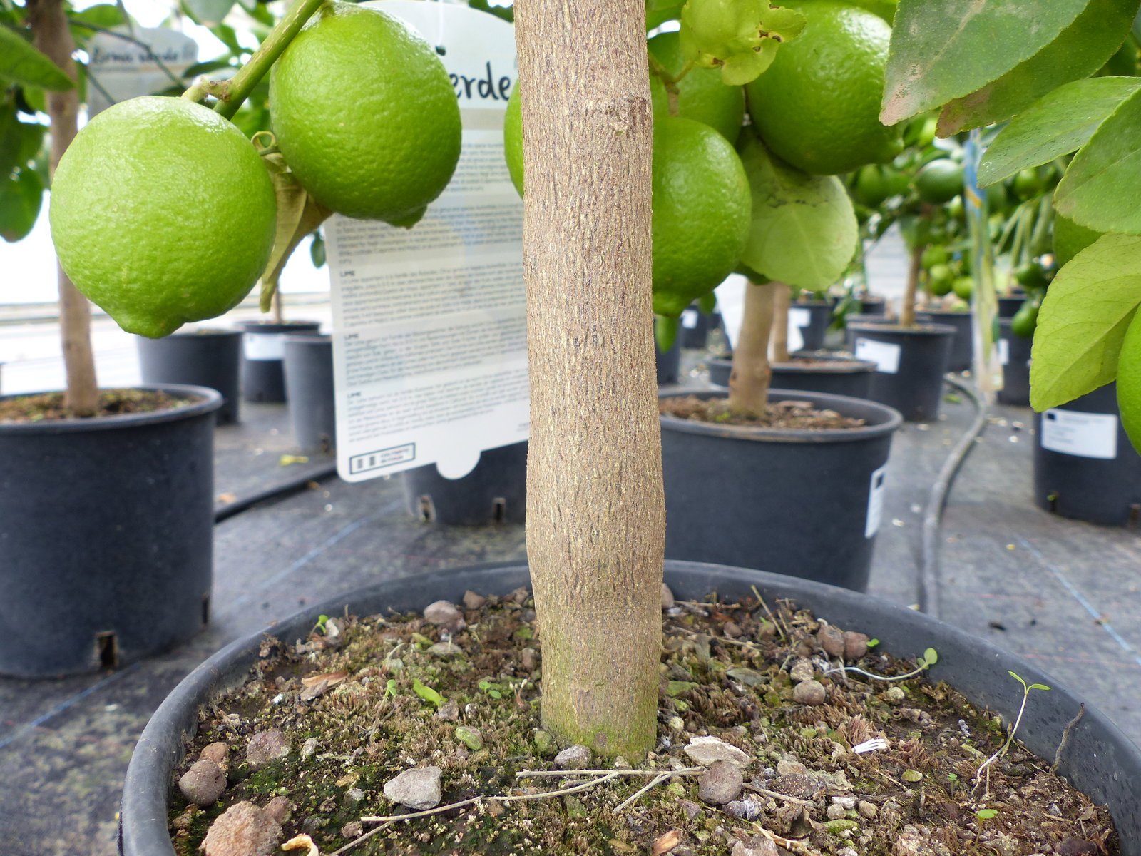 echte Caipi Limette Caipirinha Limettenbaum Citrus Lime 70 - 90 cm Zitruspflanze