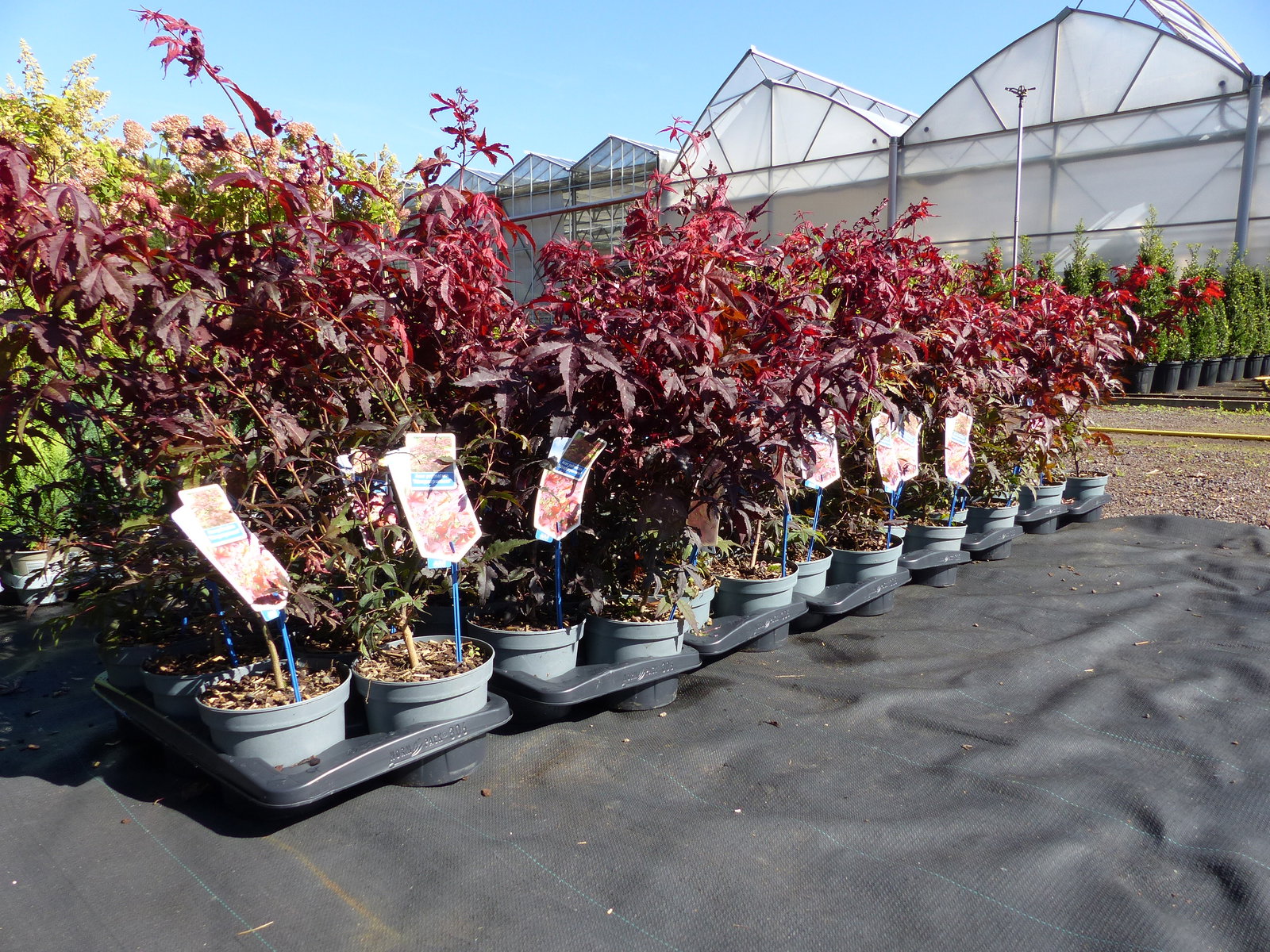 Ahorn Acer Palmatum Atropurpureum 65 - 85 cm roter Fächerahorn