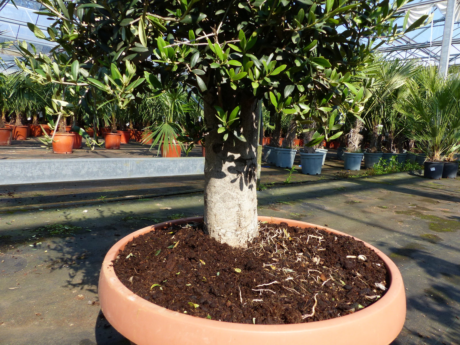 Olivenbaum Bonsai 100 - 120 cm Formgehölz, Olive winterhart, Olea europaea
