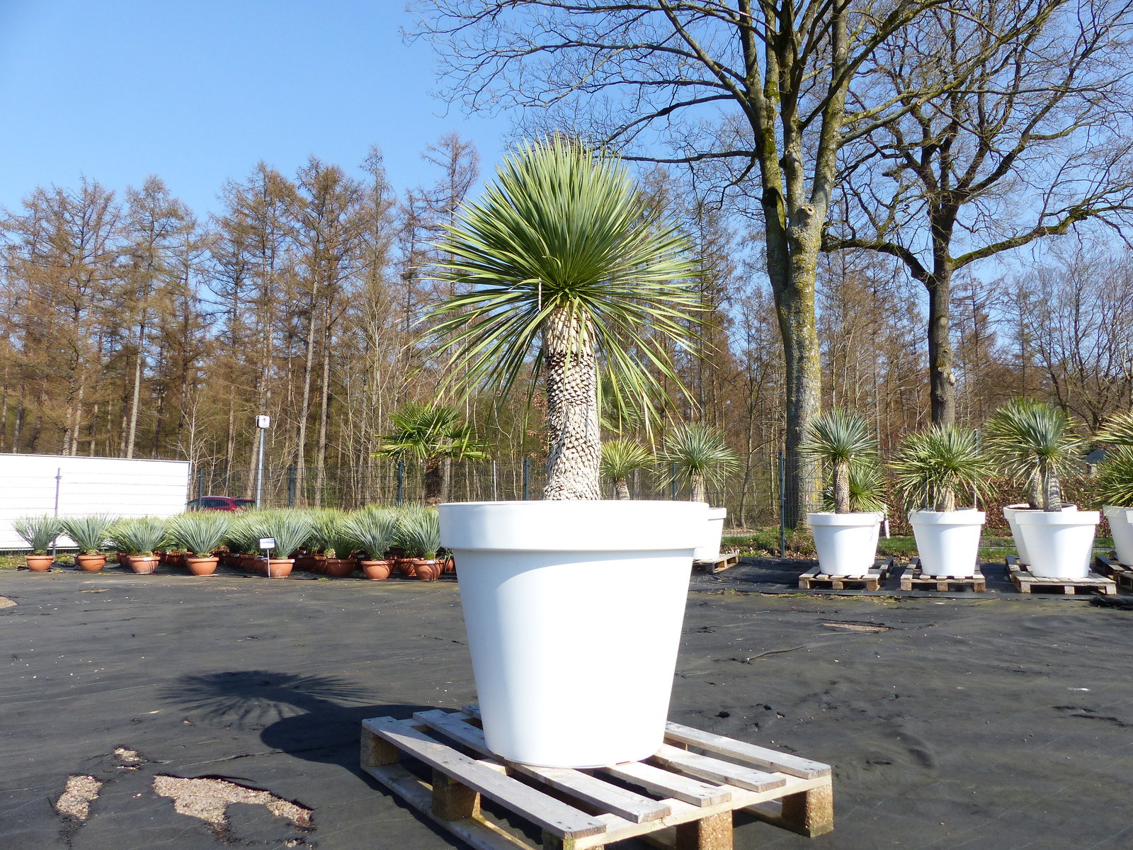 Yucca Rostrata 180 cm | Stamm 60 cm | im Pflanzkübel Ø80 cm Weiß winterhart