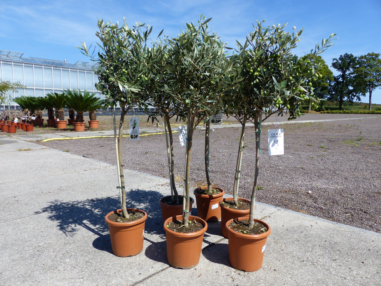 Olivenbaum Stamm Olive 80 - 100 cm hoch, mit vielen Früchten, beste Qualität, Olea Europaea