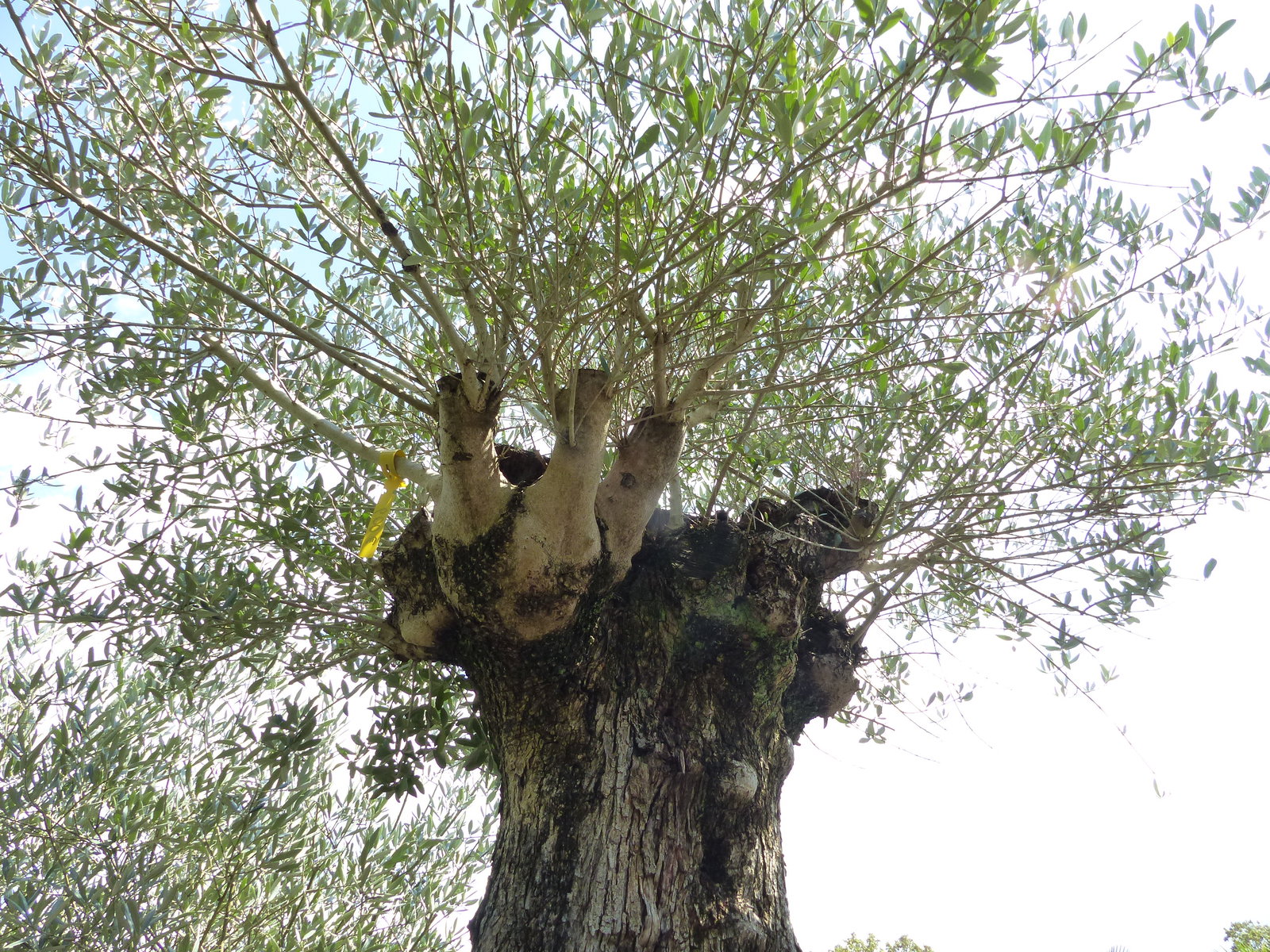 exakt dieser Baum Nr. D, 235 cm, Olivenbaum 'Angebot' knorrige alte urige Olive winterhart