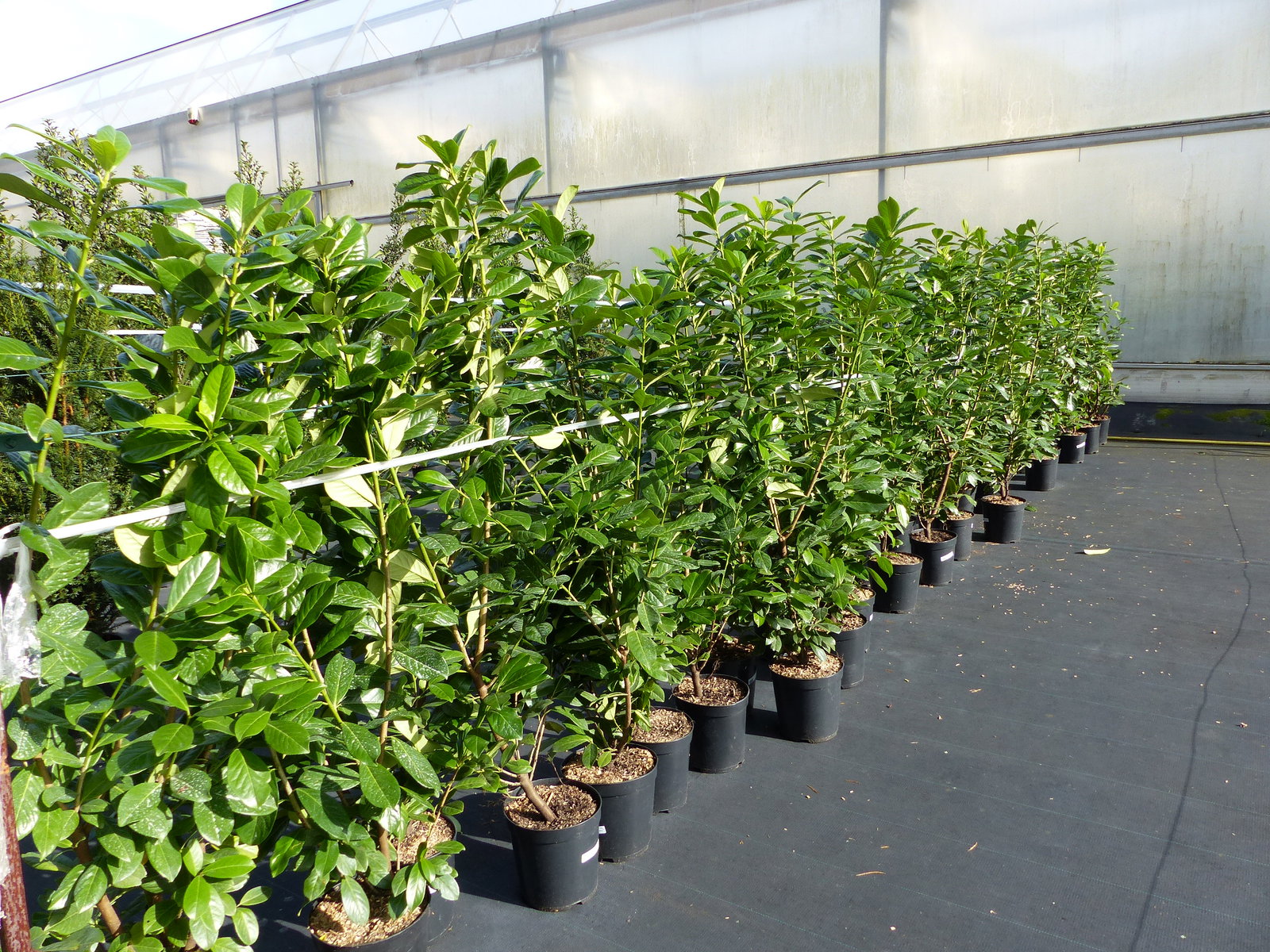 Kirschlorbeer Novita 150 - 170 cm Hecke, immergrün, winterhart
