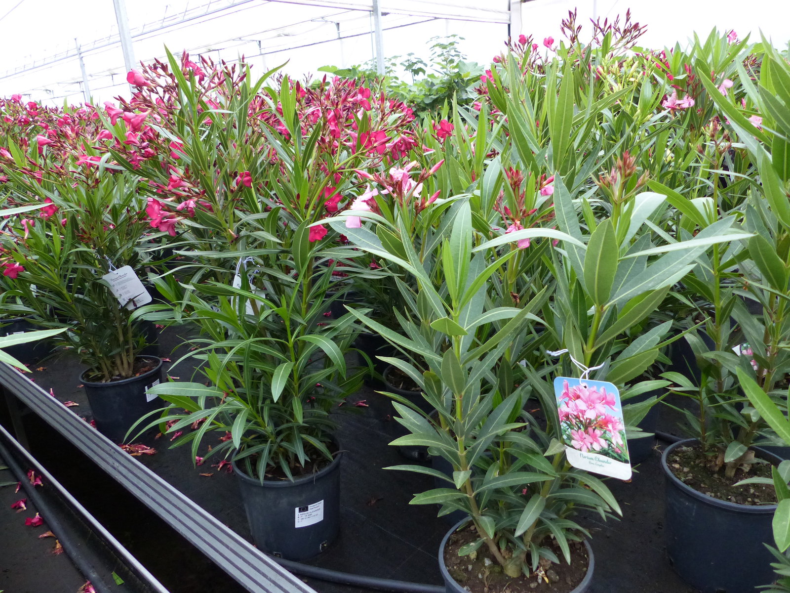 Oleander Busch 80 cm Nerium Rosenlorbeer Premium rot, rosa oder weiß
