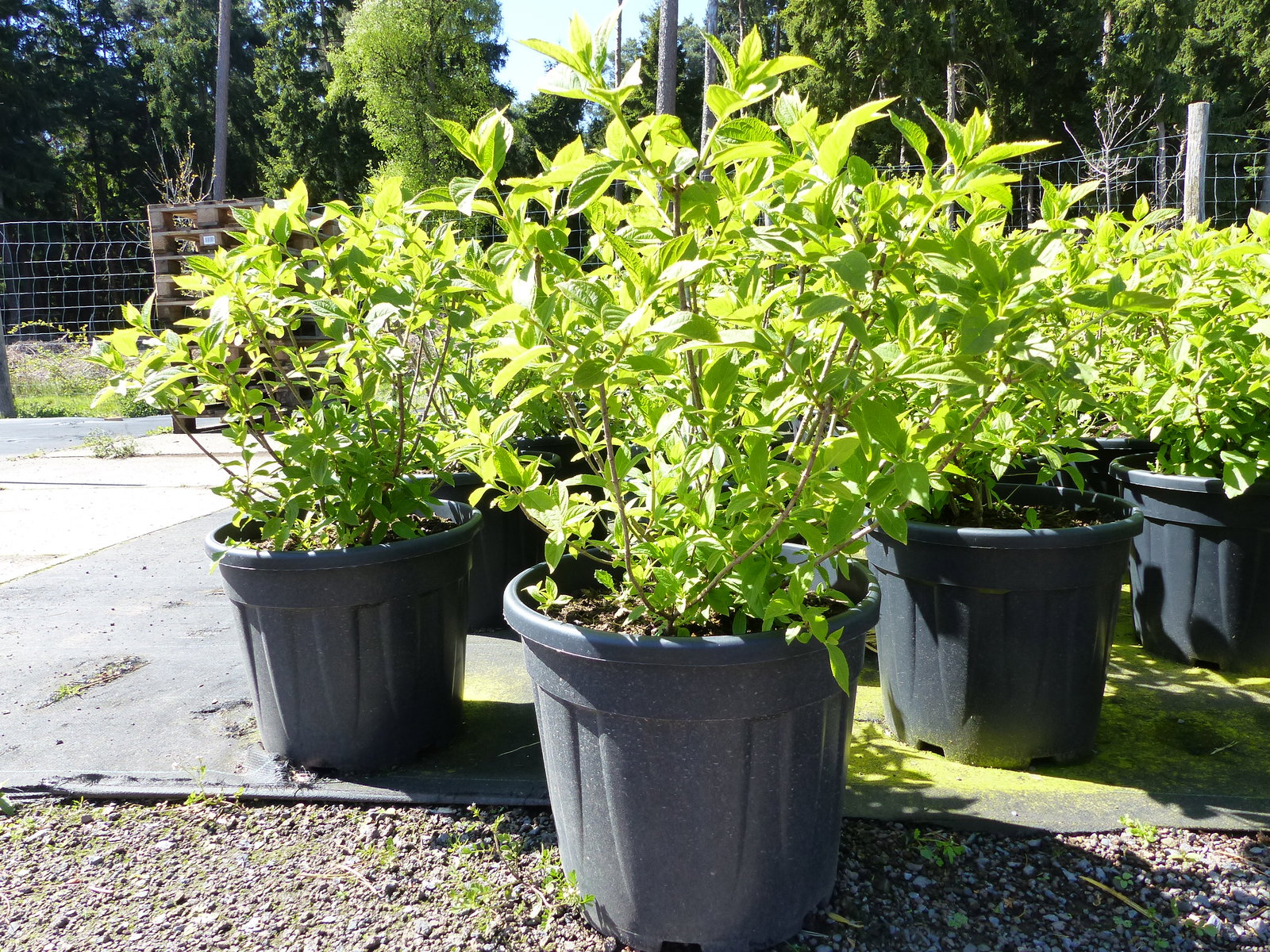 Hortensie Rispenhortensie 70 cm Limelight weiß Hydrangea Paniculata winterhart