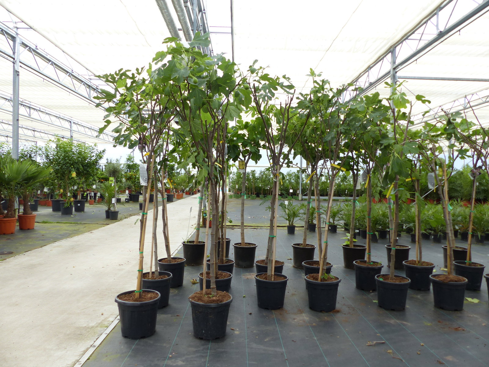 Feigenbaum 170 cm Obstbaum Brown Turkey winterhart kräftiger Stamm, Ficus Carica, Feige