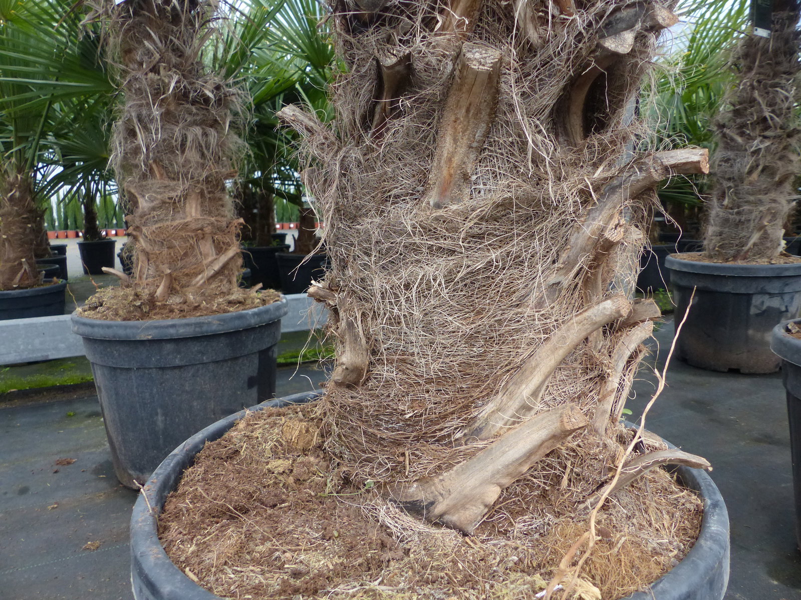Trachycarpus fortunei dicke Stämme 220 cm Hanfpalme, winterharte Palme bis -18°C