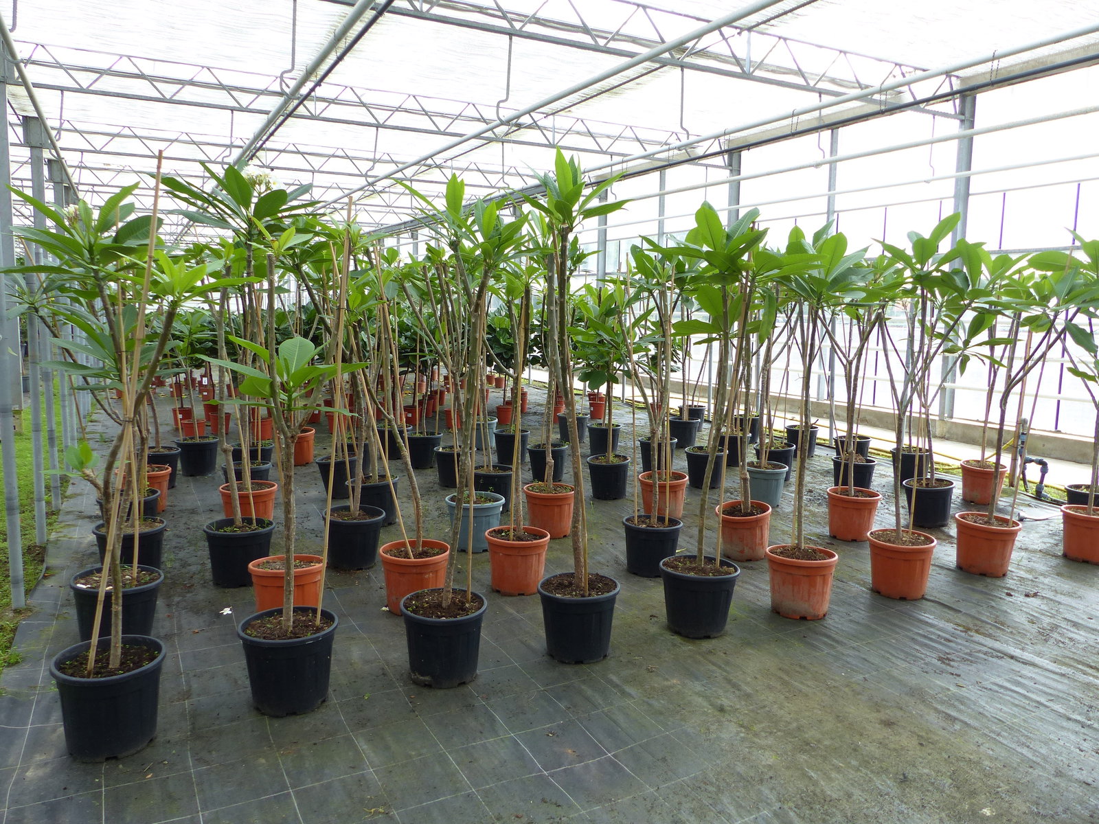 Plumeria rubra Santagata | Frangipani | Tempelbaum | Pagodenbaum | 160 - 190 cm