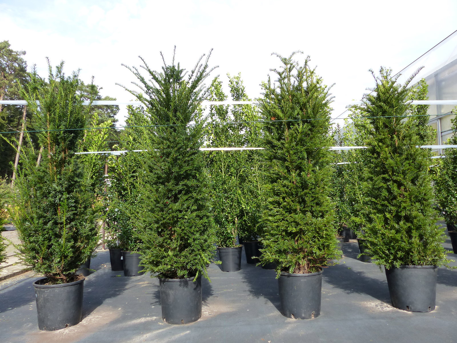 Taxus baccata Pyramide Eibe 150-170 cm Formschnitt | Formgehölz | Säule