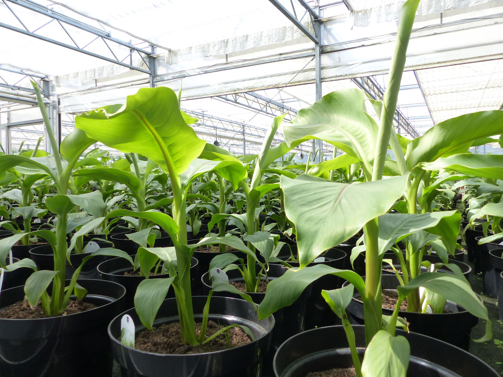 2 Stück Bananenstaude Musa Basjoo 60 - 80 cm winterhart Staude japanische Faserbanane
