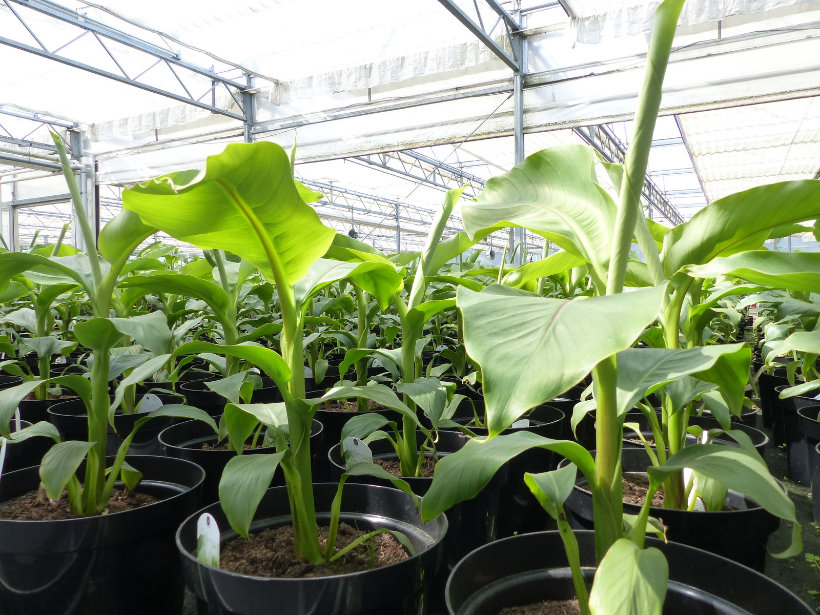 2 Stück Bananenstaude Musa Basjoo 60 - 80 cm winterhart Staude japanische Faserbanane