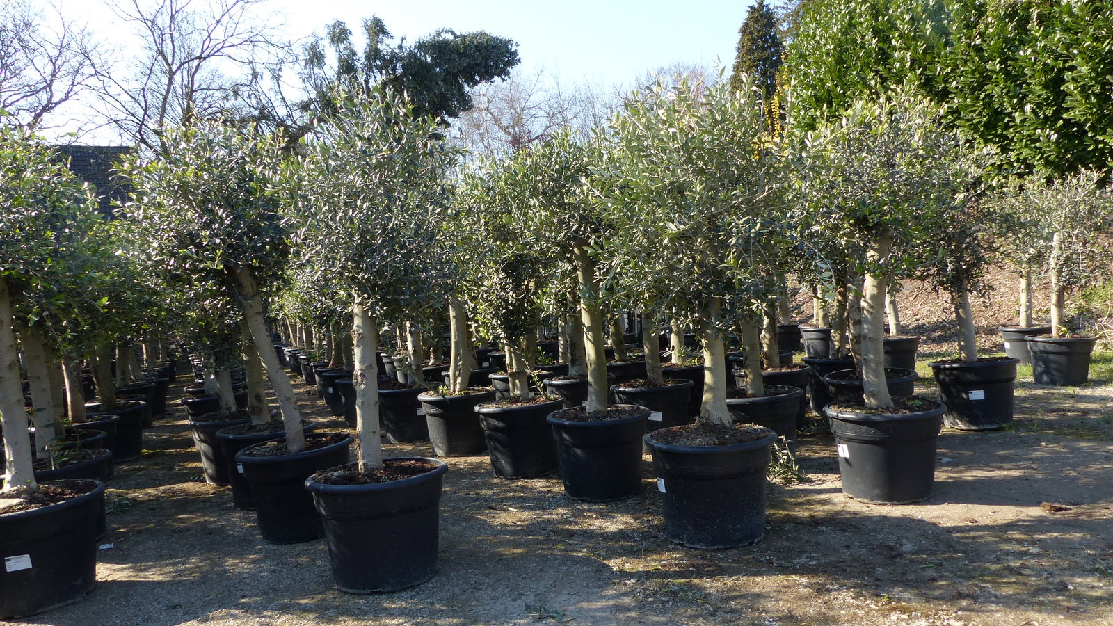 Olivenbaum 20J 180 - 220 cm St.20-30  + 20L Palme St.40 - 60 cm im Set, beste Qualität, winterhart, Trachycarpus Olive
