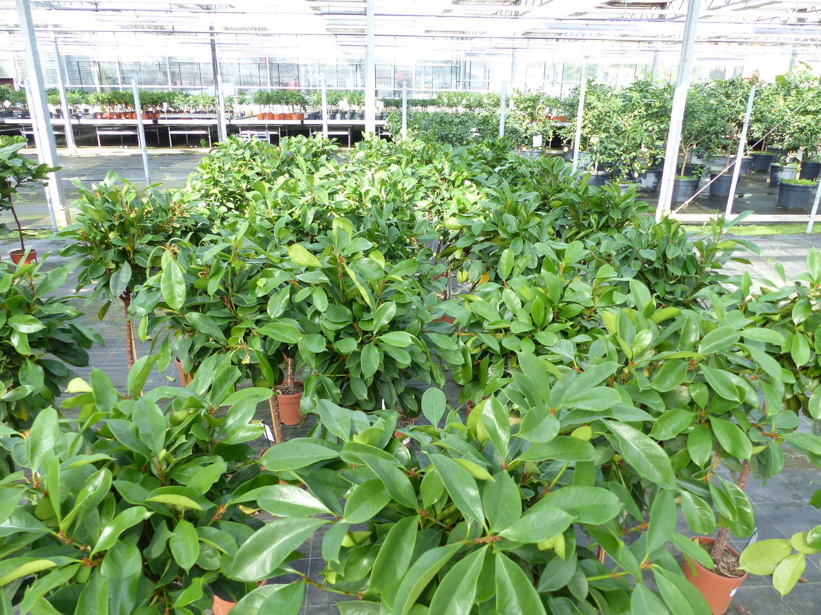 Ficus cyathispula | Becherfeige | Afrikanischer Feigenbaum | 120 - 140 cm | Feige | Stamm | Premiumqualität