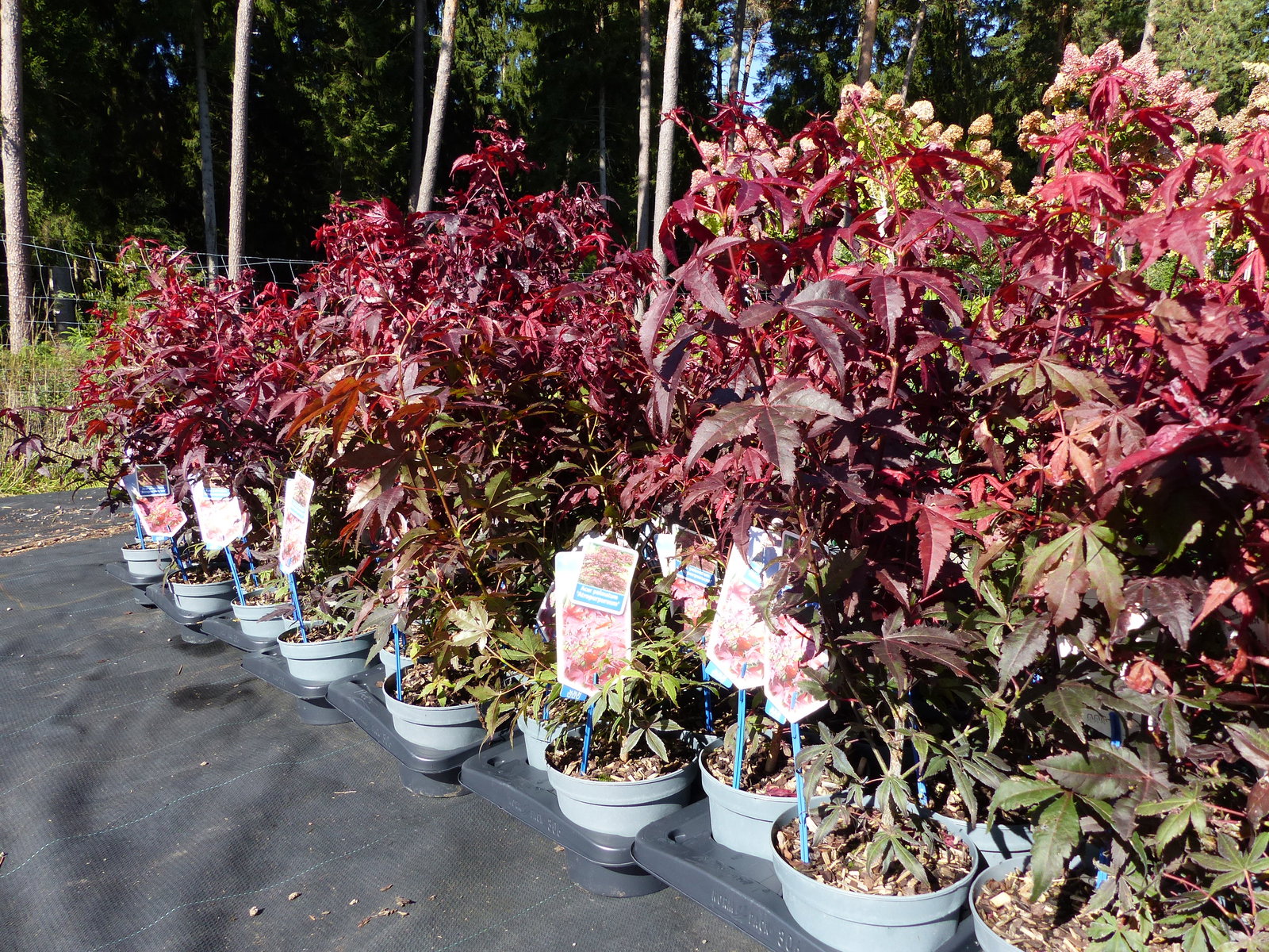 Ahorn Acer Palmatum Atropurpureum 65 - 85 cm roter Fächerahorn