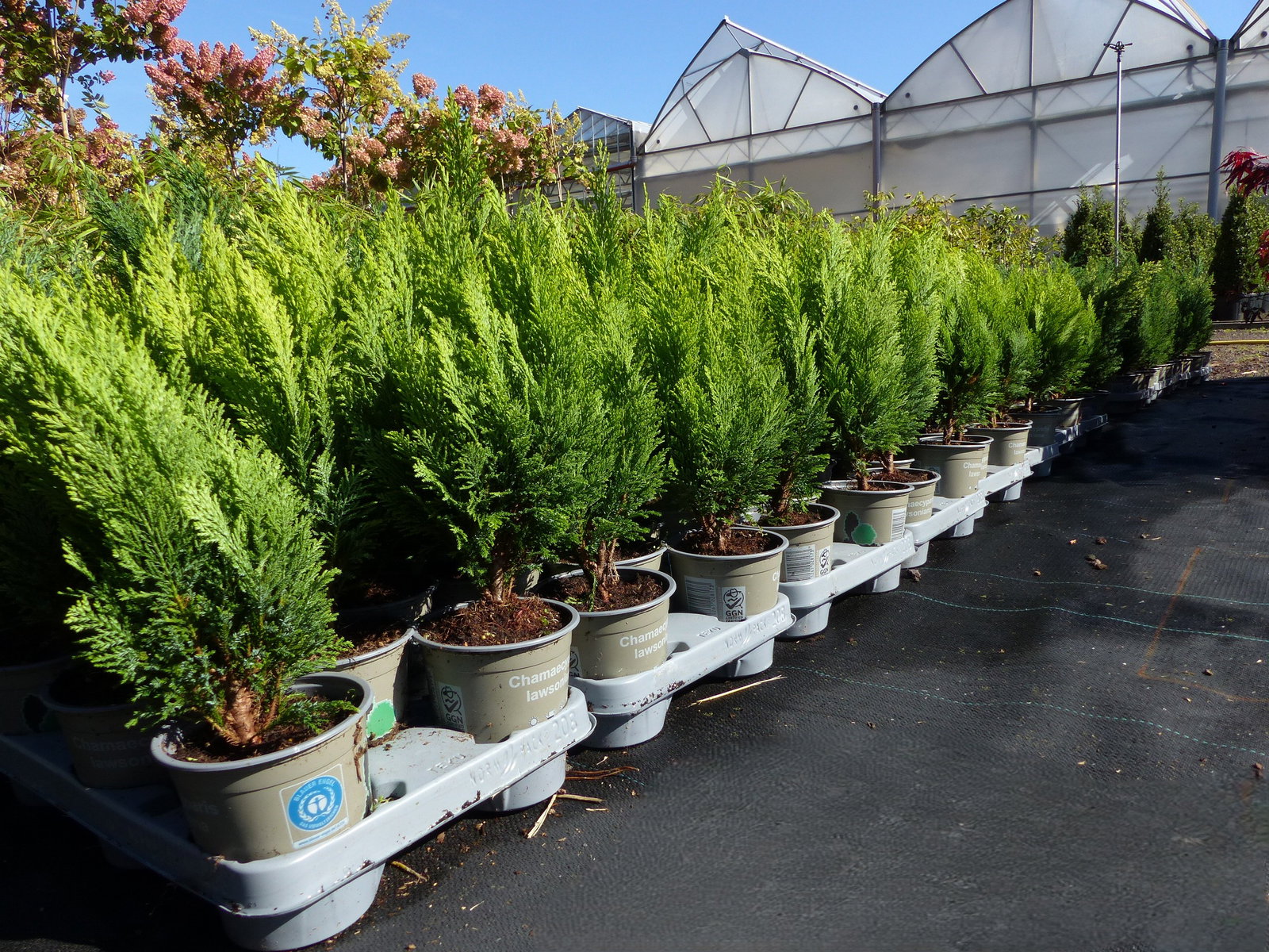 25 Stück Zypresse Scheinzypresse Ivonne winterharte Konifere 40 - 55 cm Hecke