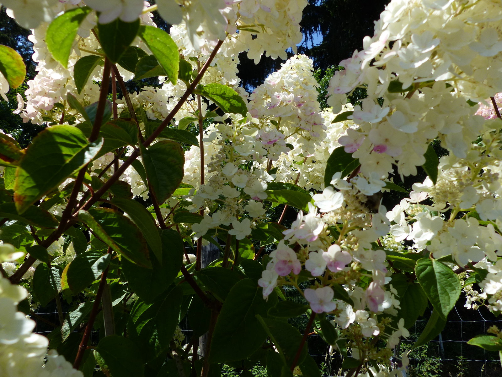 Hortensie Rispenhortensie Stamm im E&K Pflanzkübel 200 - 230 cm div. Sorten Hydrangea Paniculata winterhart