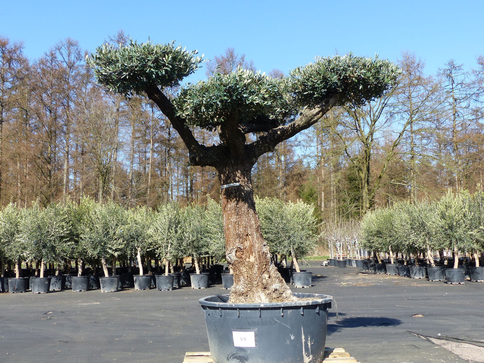Olivenbaum Pon Pon 195 cm Bonsai Formgehölz, winterhart