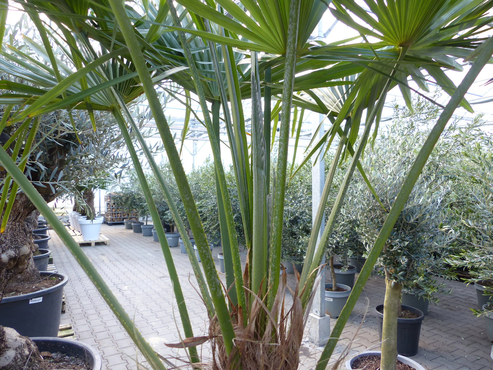 XXL Palme 230 cm | Stamm 80 cm | Trachycarpus fortunei winterhart inkl. Pflanzkübel weiß, Hanfpalme, Top-Qualität
