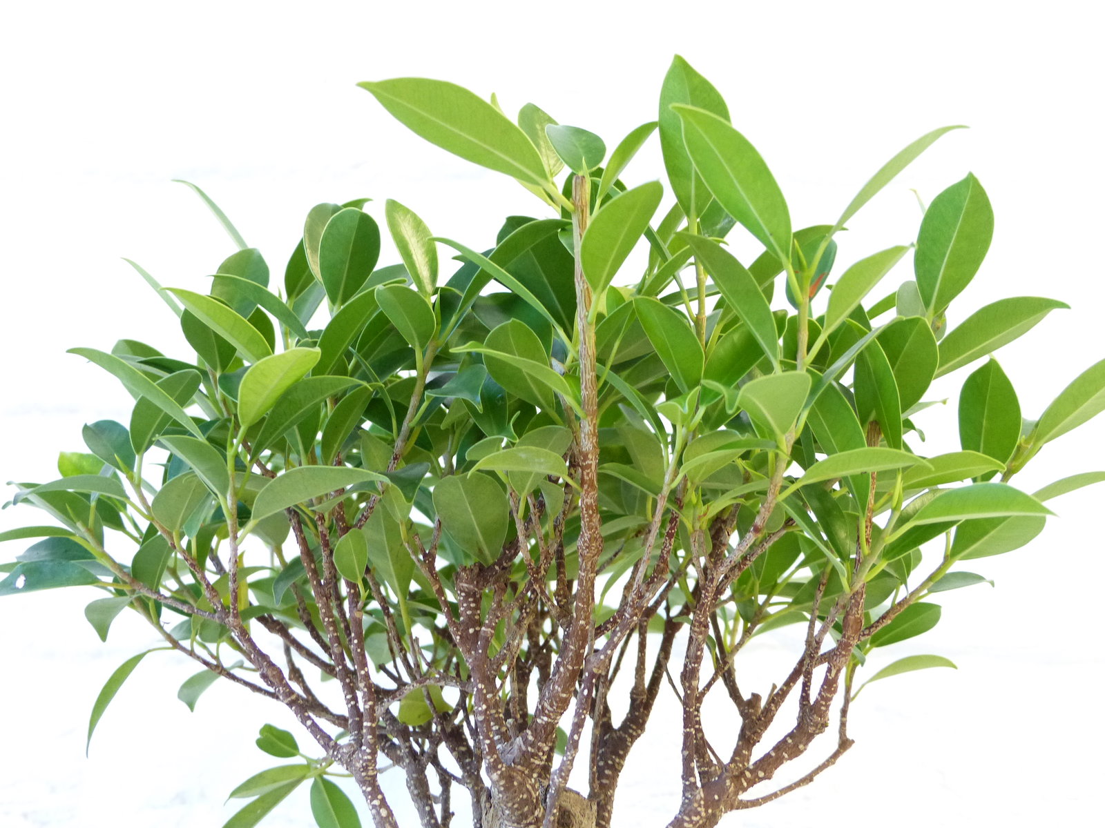 Ficus Ginseng Bonsai 35 - 40 cm Feng Shui Zimmerpflanze in Keramikschale
