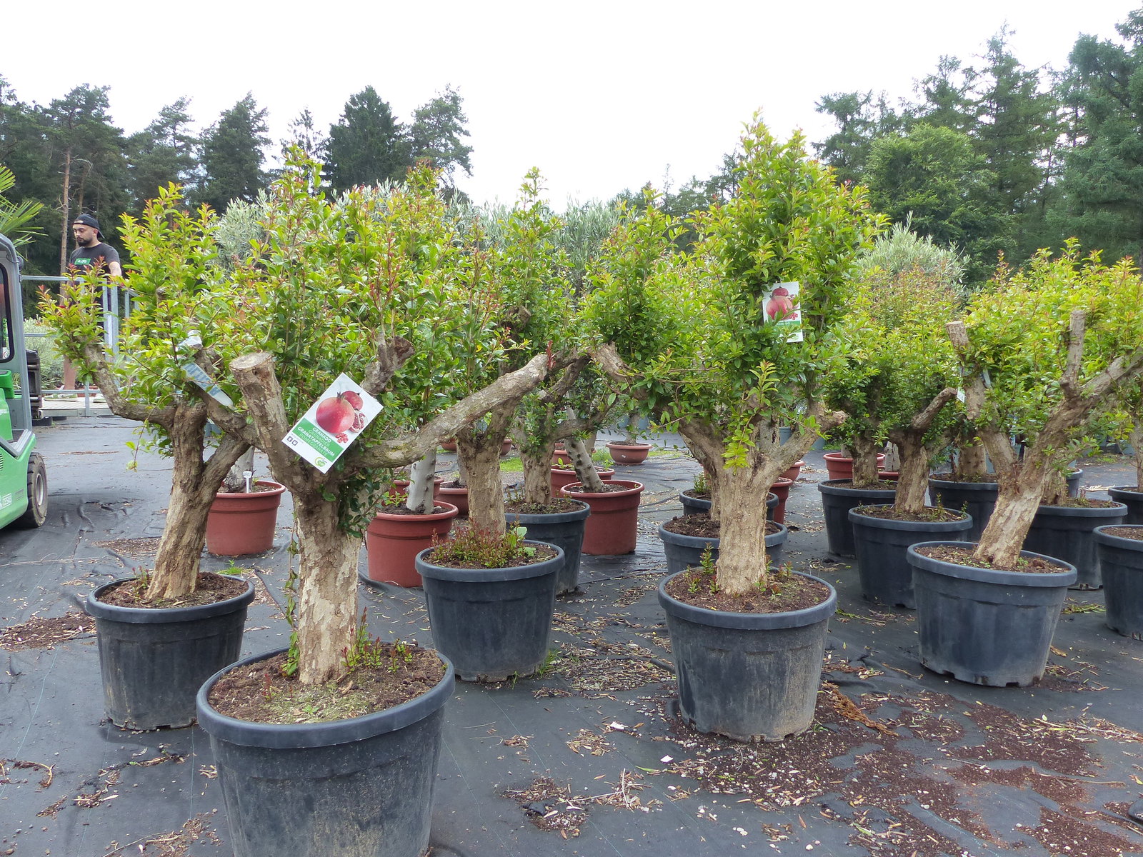 Punica Granatum 160 - 190 cm, uriger, alter & knorriger Granatapfelbaum | Stamm Ø 40-50