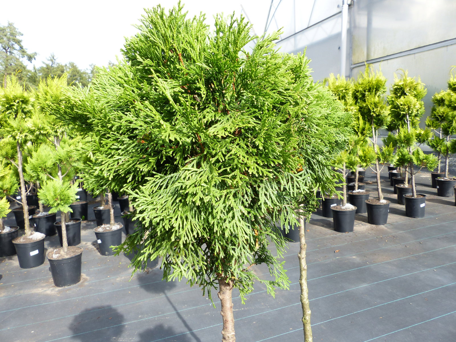 Thuja Smaragd Stamm 125 - 135 cm, Heckenpflanze, Formgehölz, Bonsai, Formschnitt, Gartenbonsai