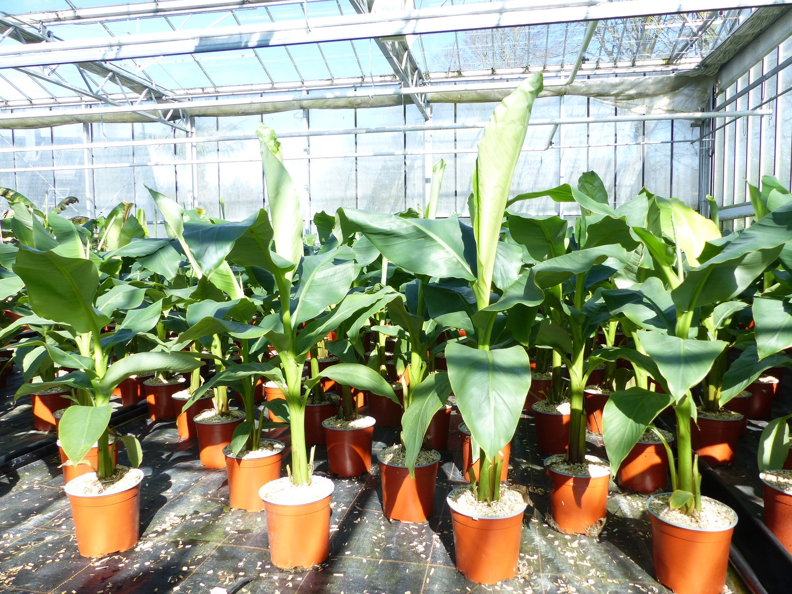 Bananenstaude Musa Basjoo 80 - 100 cm winterhart Staude japanische Faserbanane