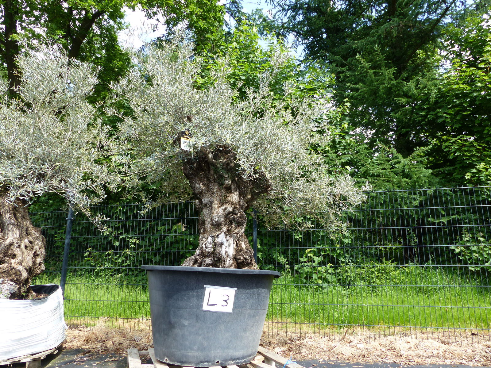 genau dieser Baum L3 Olivenbaum 250 cm, knorrige alte urige Olive winterhart