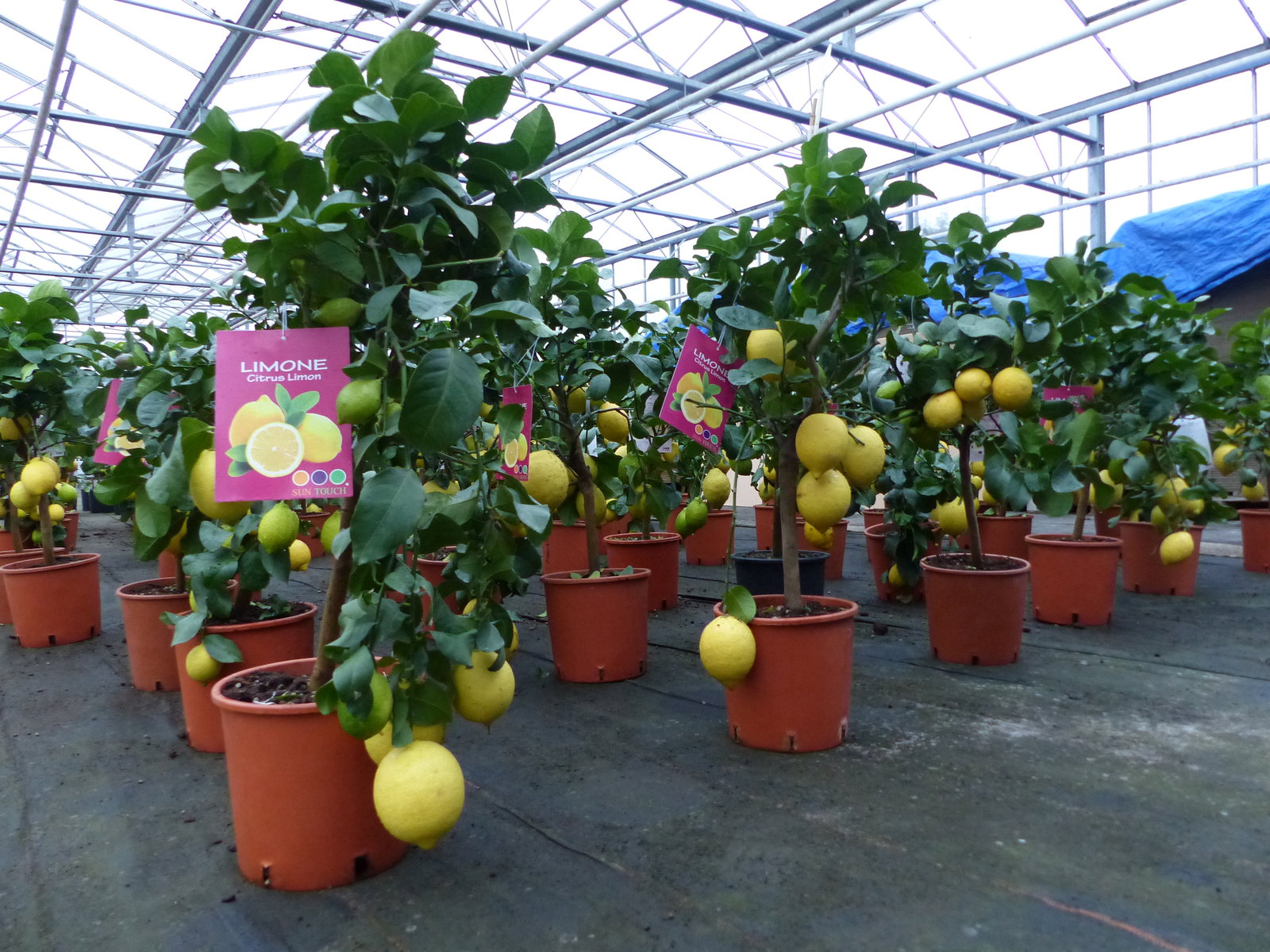 Grünwaren: echter Zitronenbaum 70 - 100 cm Zitrone Citrus Limon Zitruspflanze