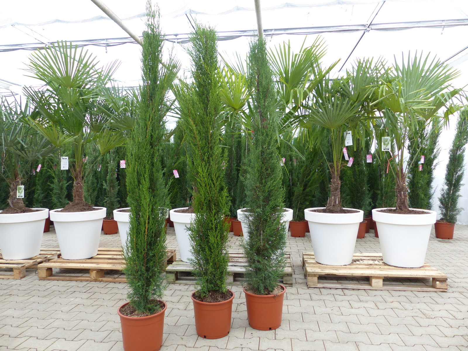 1x Mittelmeerzypresse 200 cm Säulen Toskana Zypressen Zypresse Cupressus Semper.