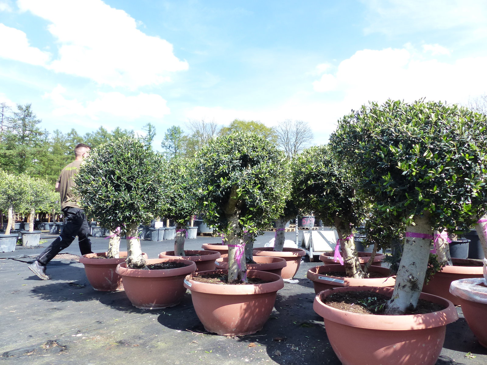 Bonsai Kugel Olivenbaum 140 - 170 cm knorrige urige Olive winterhart Olea Europaea Ölbaum