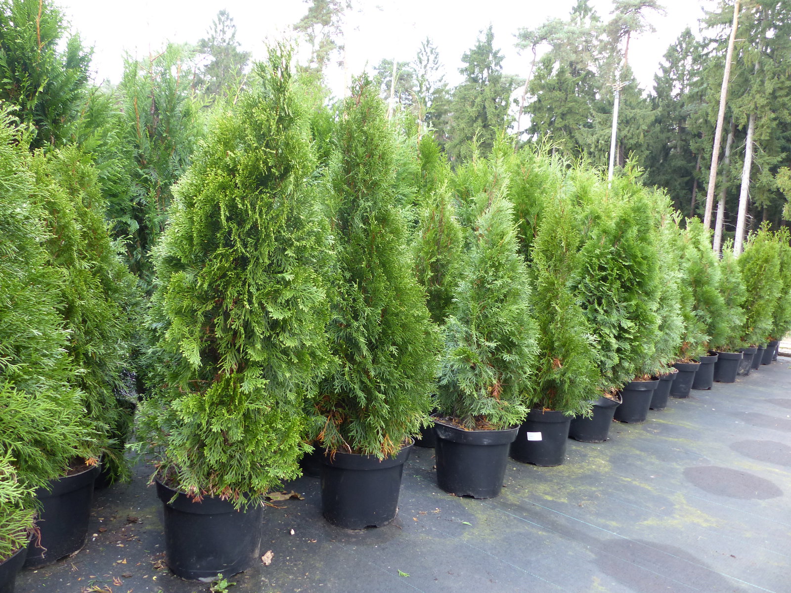 Thuja occ. Smaragd 100-120 cm, buschige Heckenpflanze, Formschnitt, immergrün