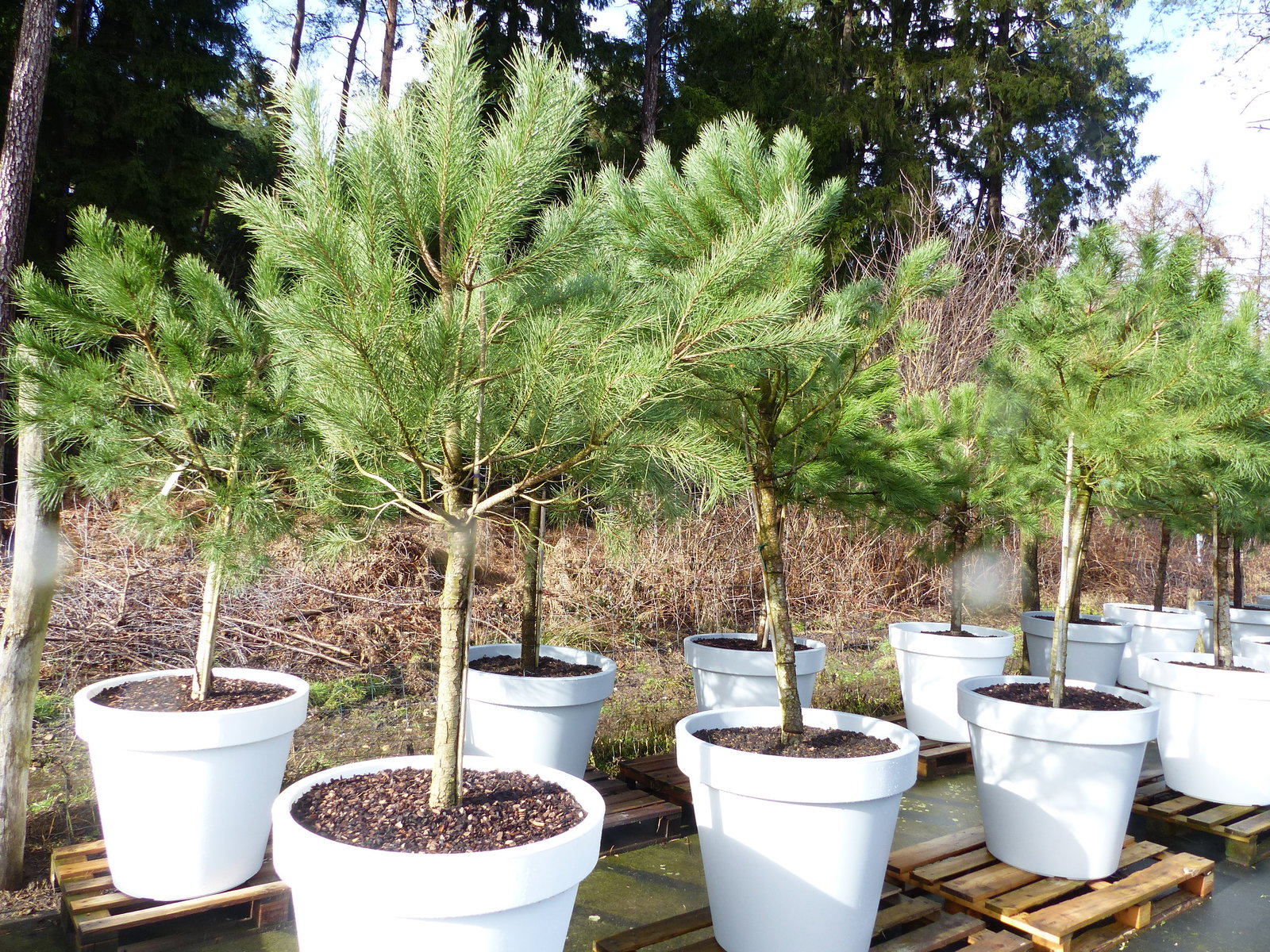 Pinus Pinea Mittelmeerkiefer 250 cm inkl. Pflanzkübel Ø80cm Pinie Kiefer Stamm Premium XL Stamm, winterhart