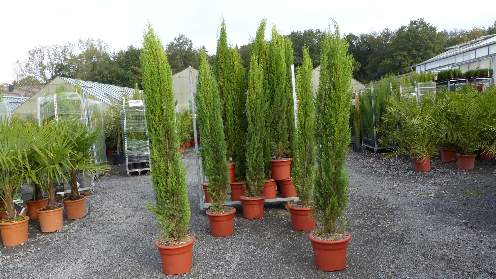 3x Totem 190 - 220 cm Toskana Zypresse Mittelmeerzypresse Säule winterhart