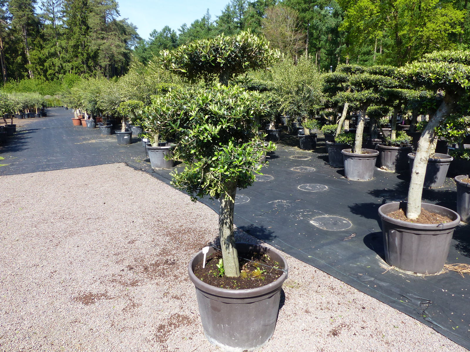 Olivenbaum 4 Pon Pon Bonsai Formgehölz Gartenbonsai Olea europaea Olive winterhart