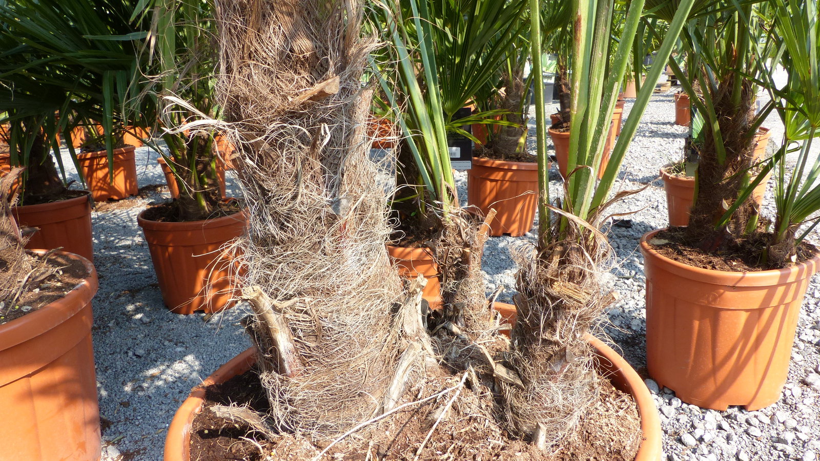 Palmengruppe Trachycarpus Fortunei Palme mehrstämmig, winterhart 220 cm
