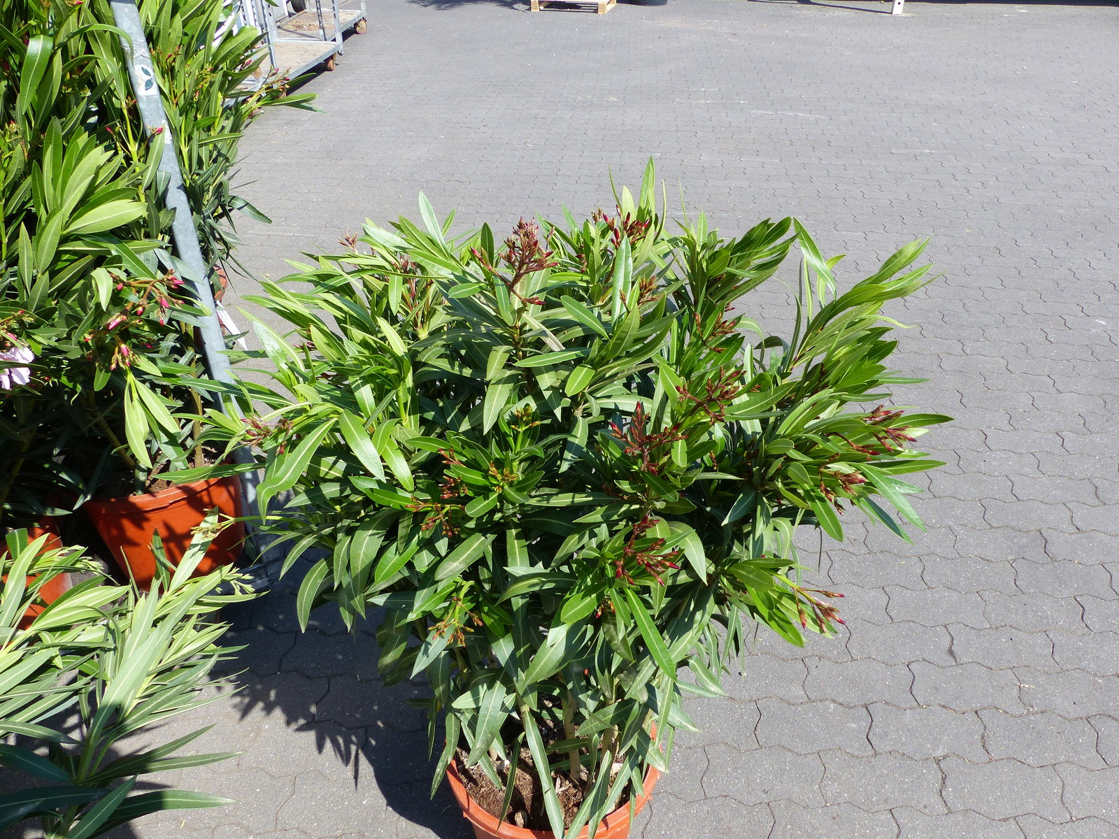 Oleander Premiumqualität 110 - 130 cm Busch Nerium Krone Ø90 cm Rosenlorbeer Premium rot, rosa oder weiß