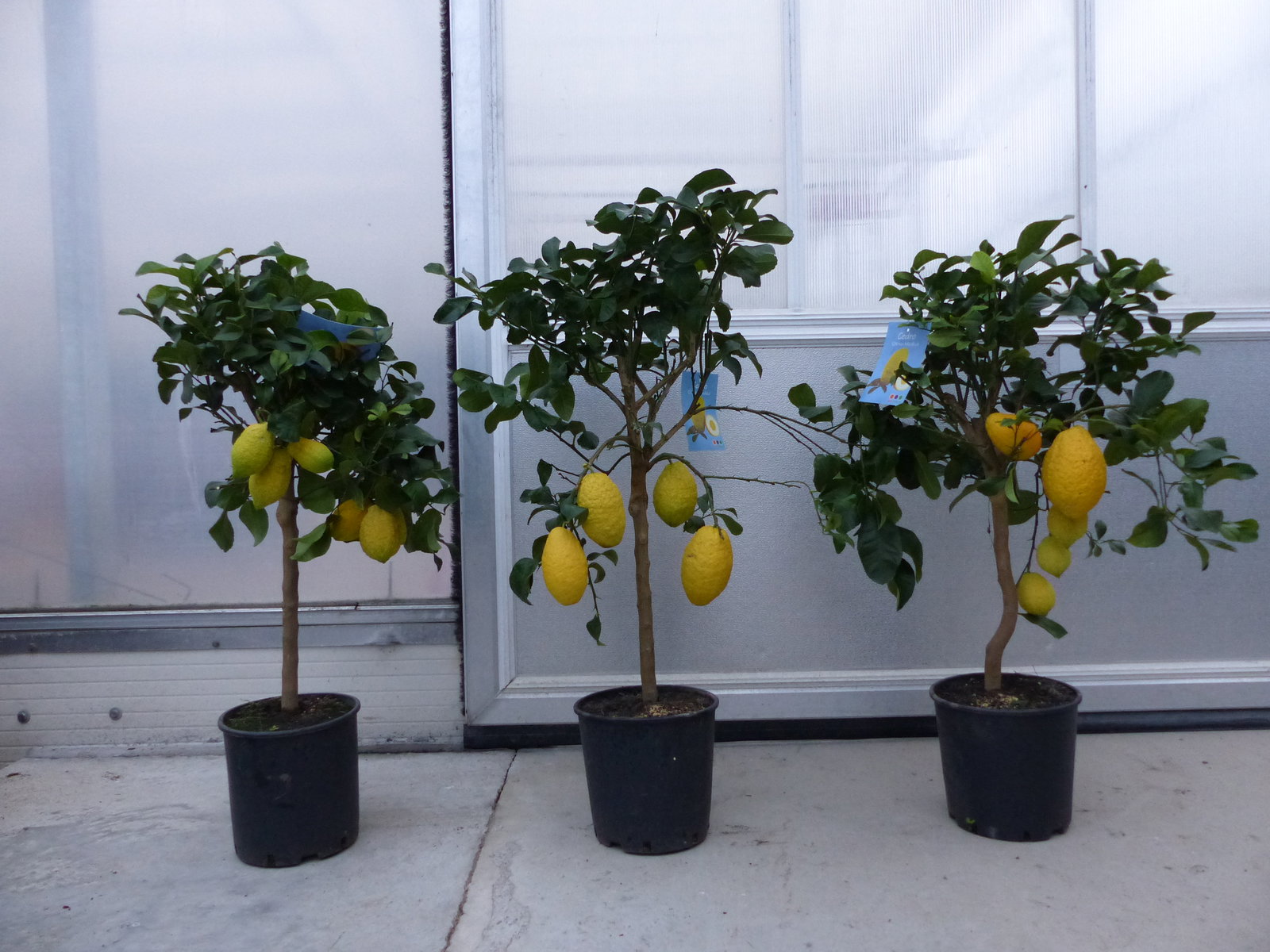 Zitrus Zitronenbaum Zitrone Citrus Limon Limone 100 - 120 cm Zitruspflanze mit reifen Früchten