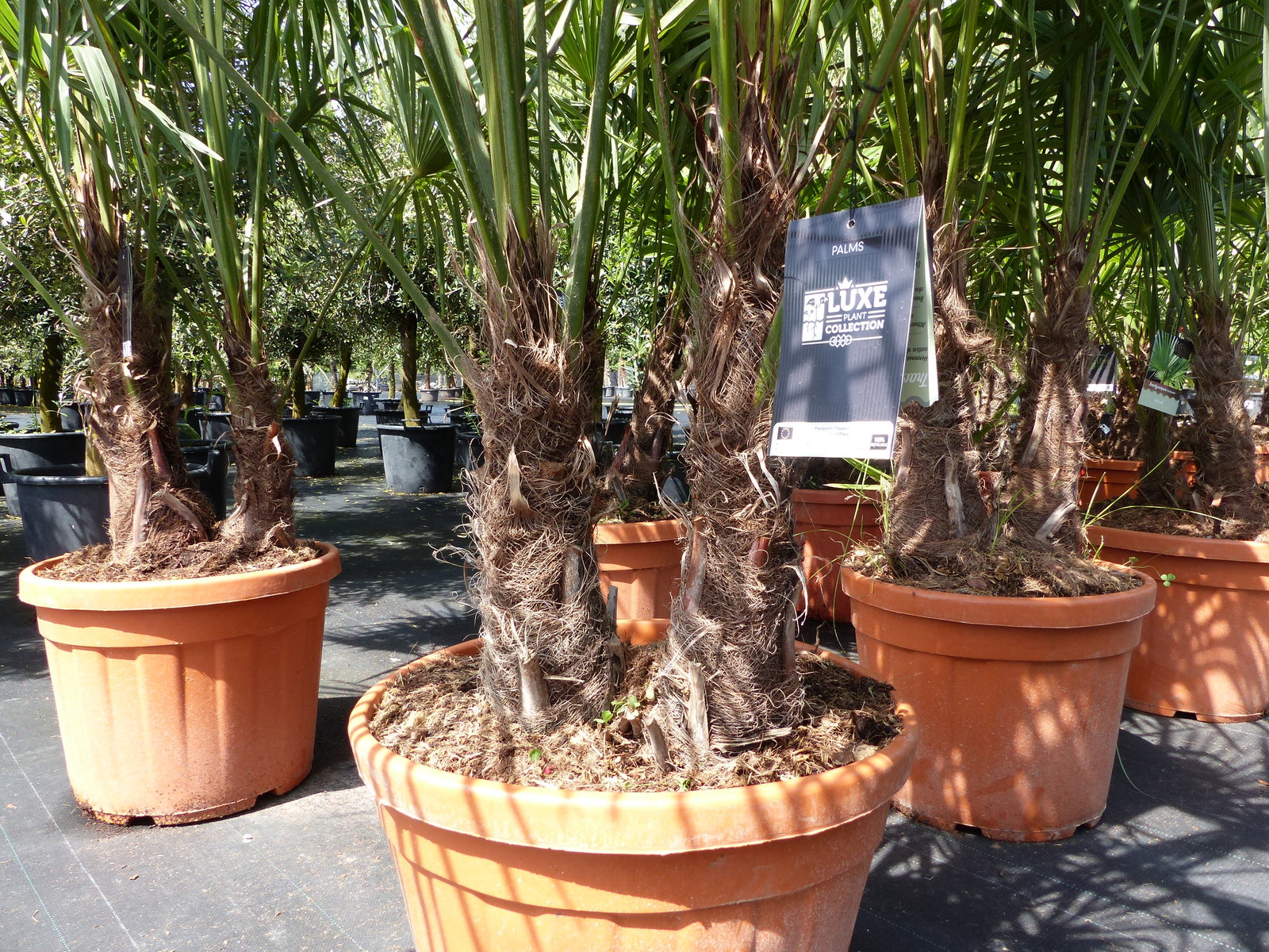 Palmengruppe Trachycarpus Fortunei Palme mehrstämmig, winterhart 220 cm